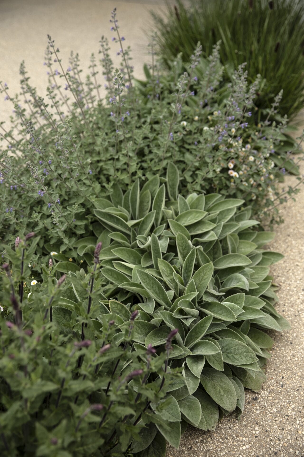 Copy of TPGardens_Woodend__Gemmola-111