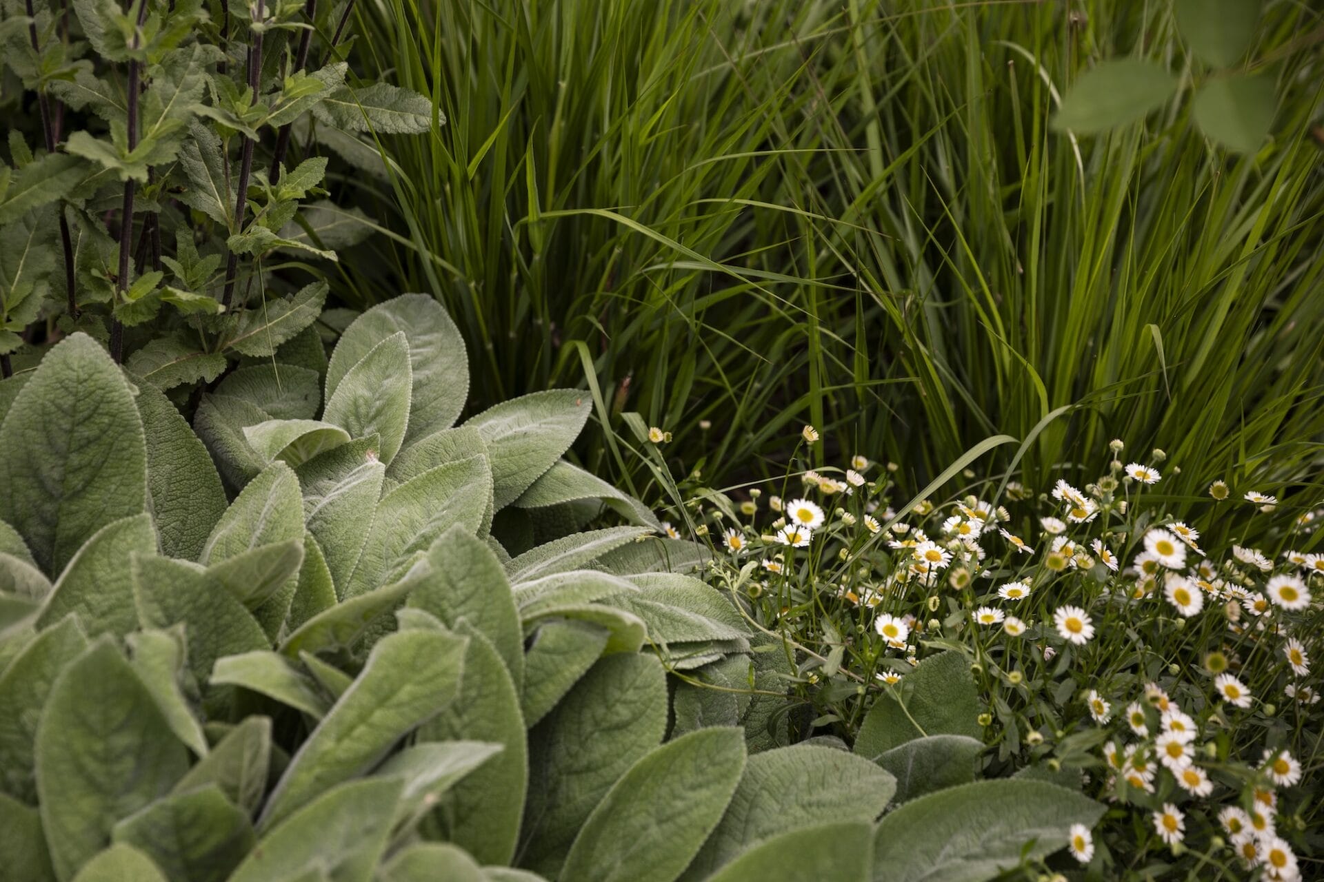 Copy of TPGardens_Woodend__Gemmola-35