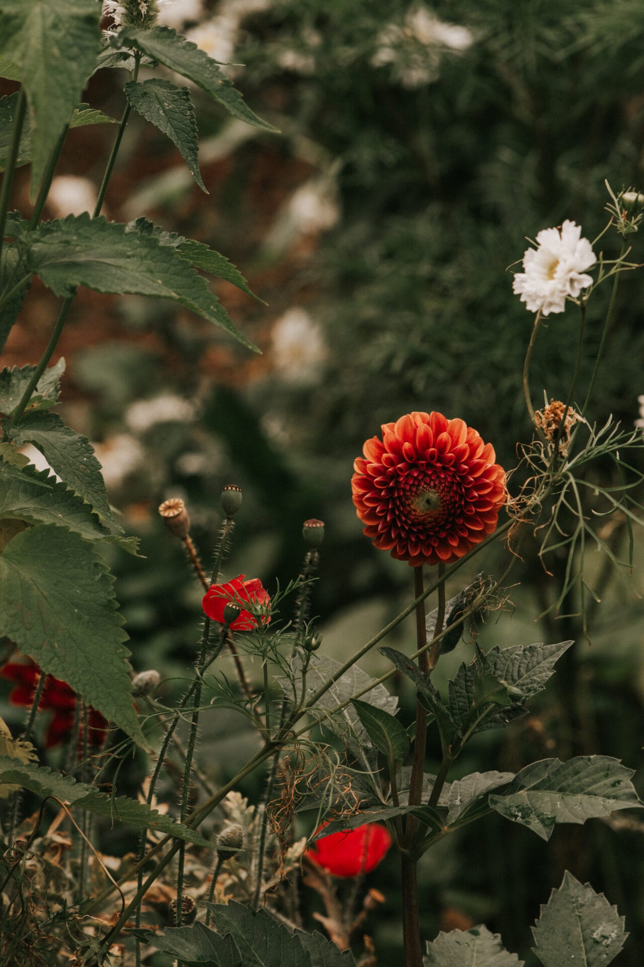 Sage Journal X Boring Oat Milk X Mel Adams How to presprout & transplant dahlia tubers