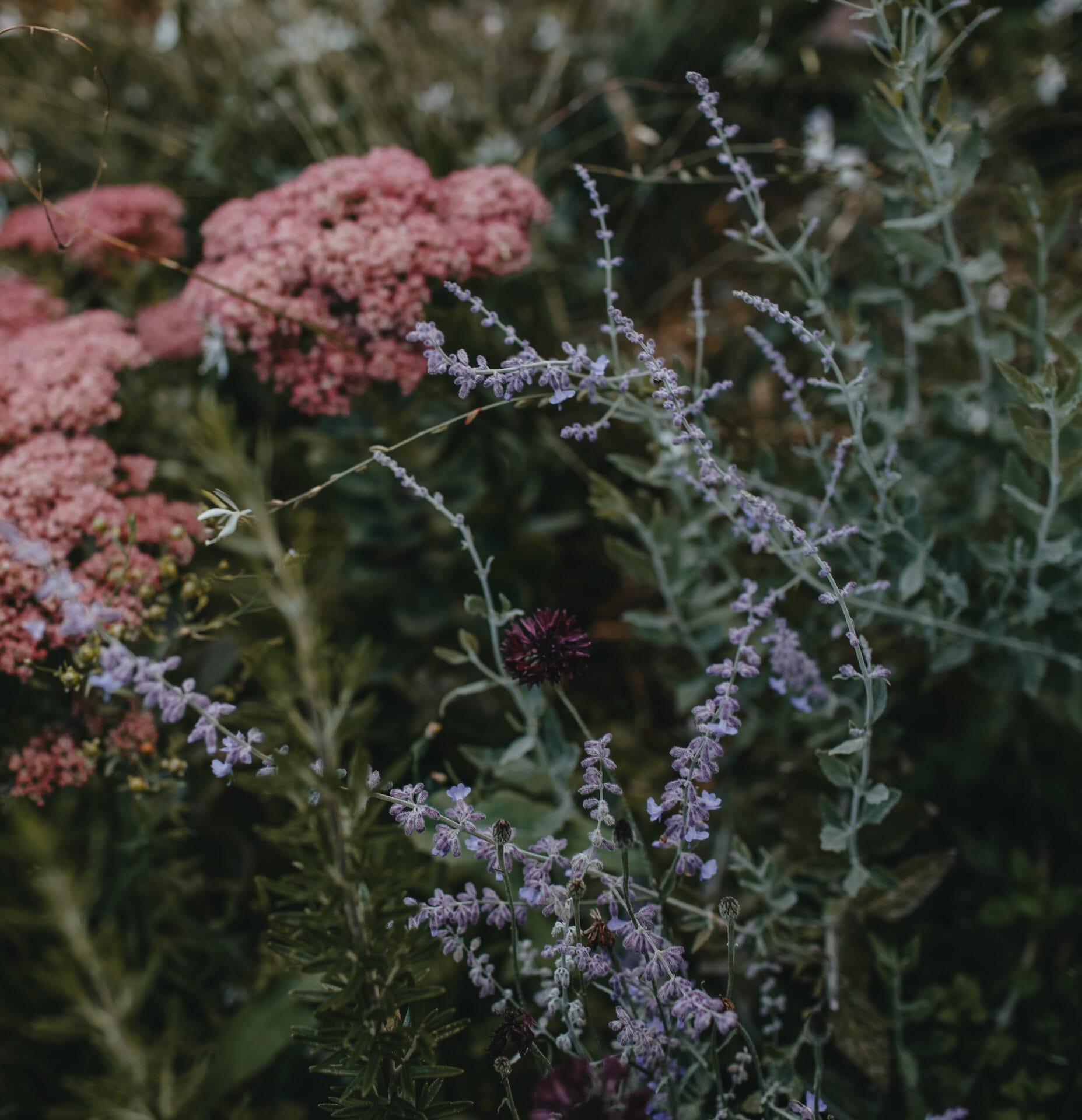 How to take cuttings of perennials How to take cuttings of perennials