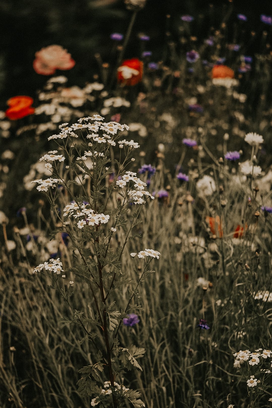 Sage Journal X Boring Oat Milk X Mel Adams How to direct sow wildflower seeds