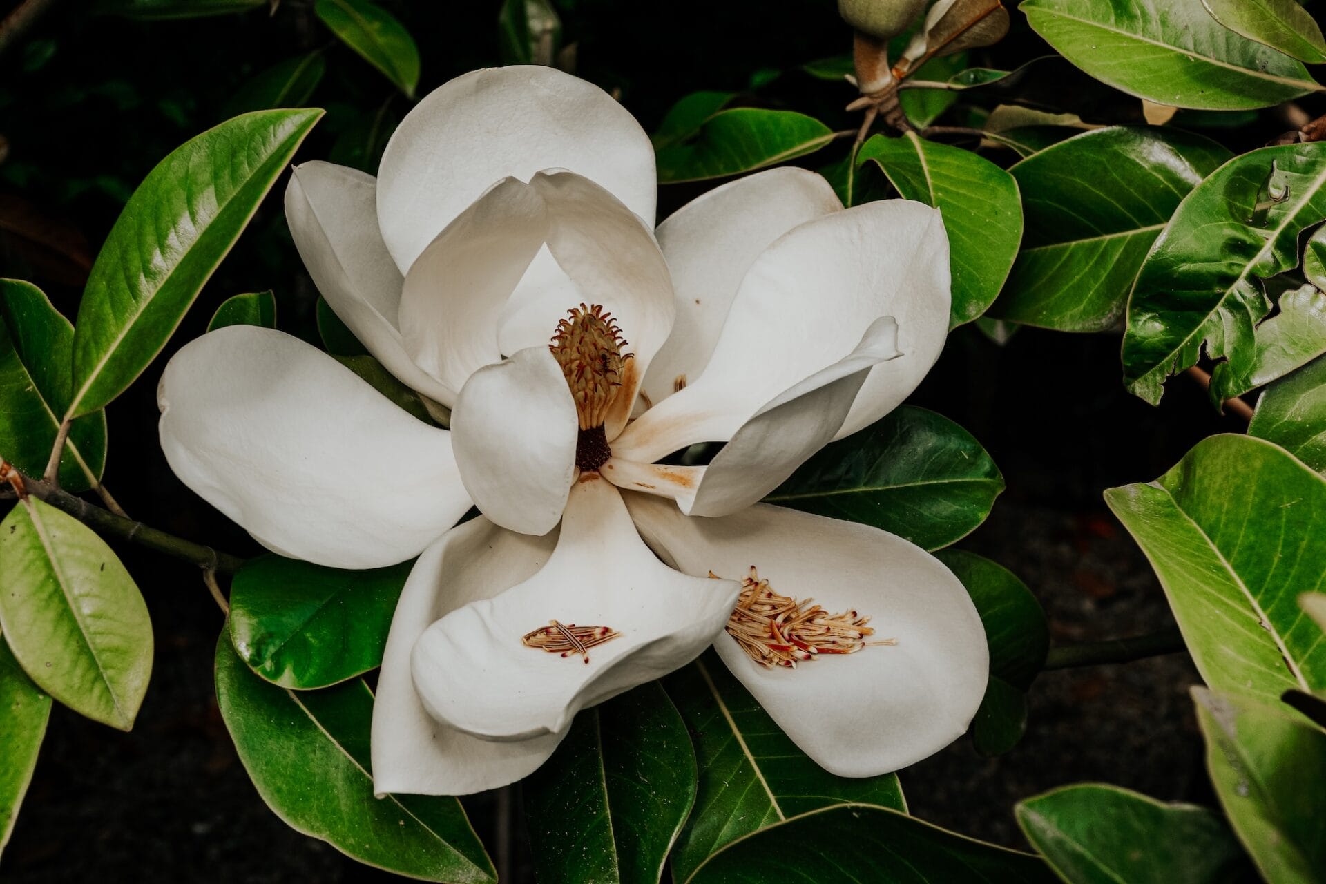 Magnolia grandiflora Russet - Leafland