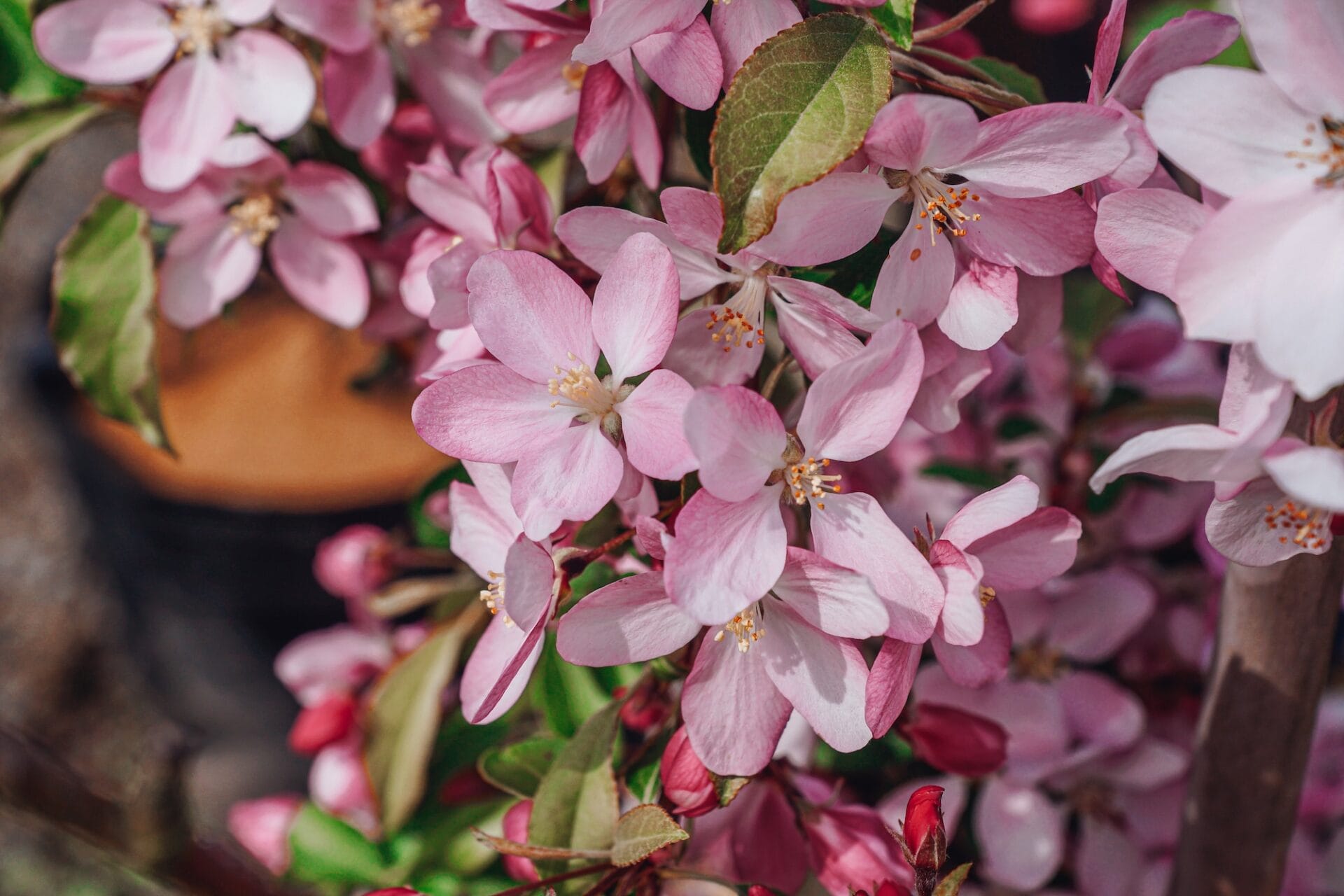 Malus Pearlie Emma - Leafland