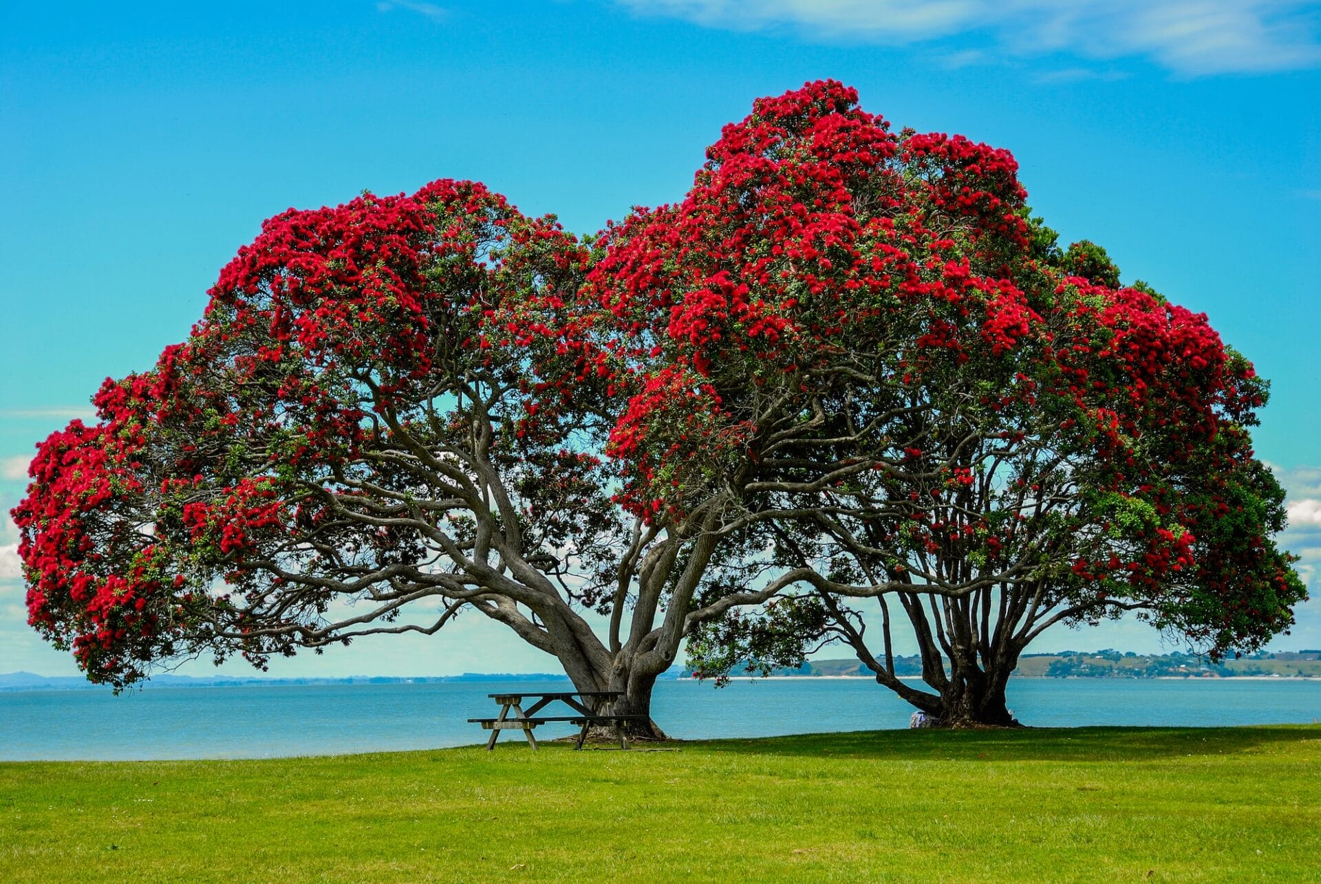 Metrosideros excelsa - Leafland