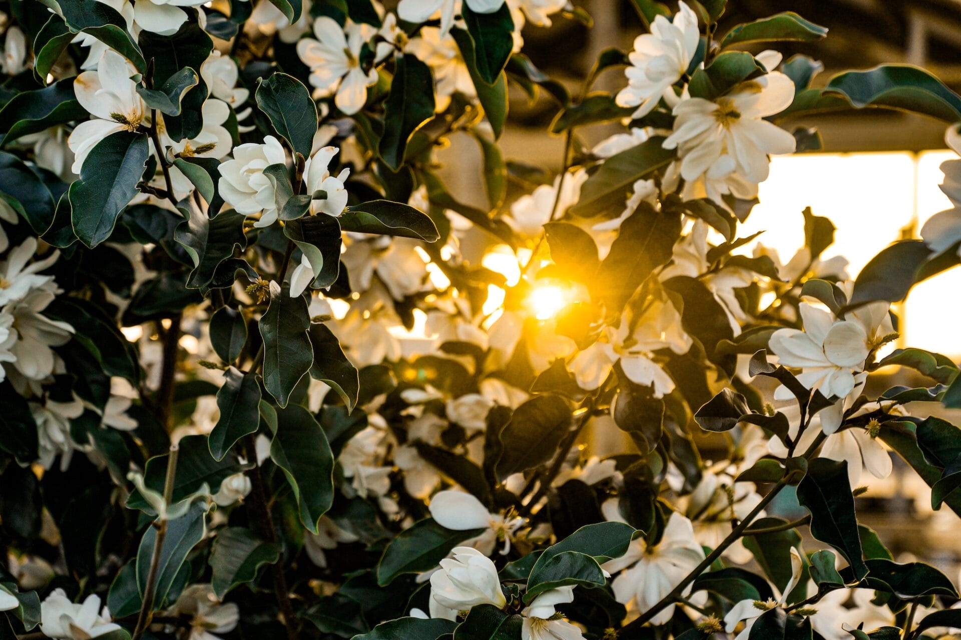 Michelia Inspiration - Leafland