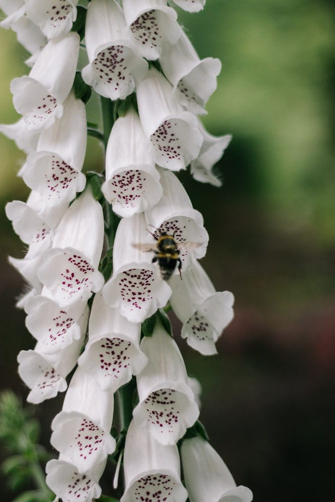 White foxgloves White foxgloves