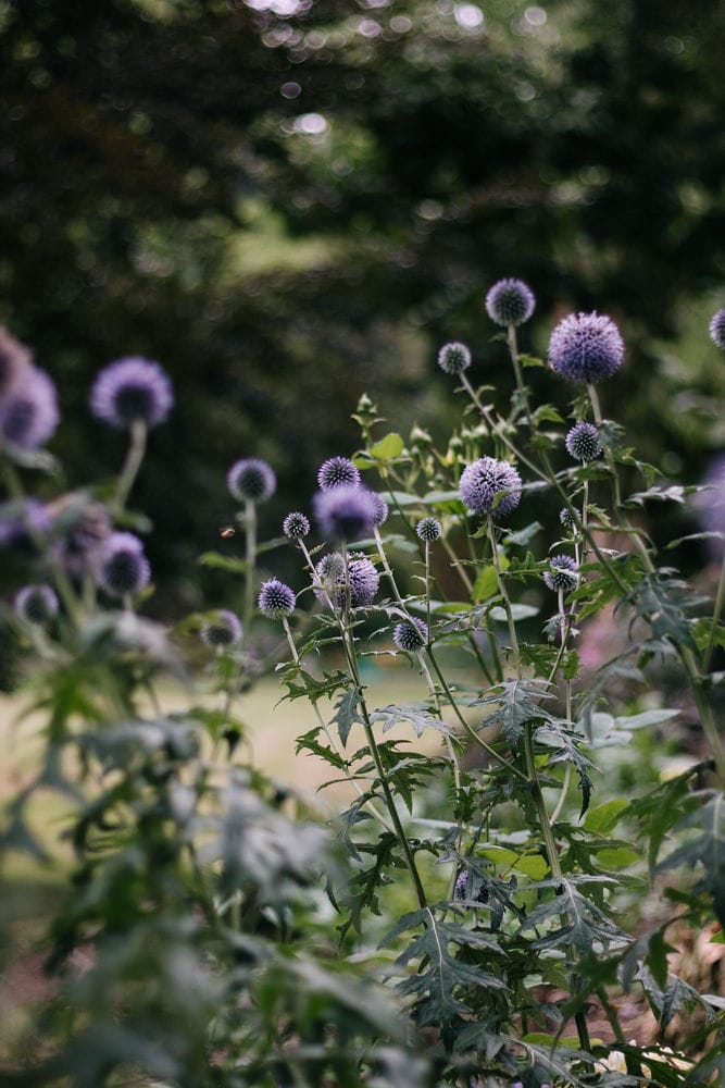 Echinops (globe thistle) Echinops (globe thistle)