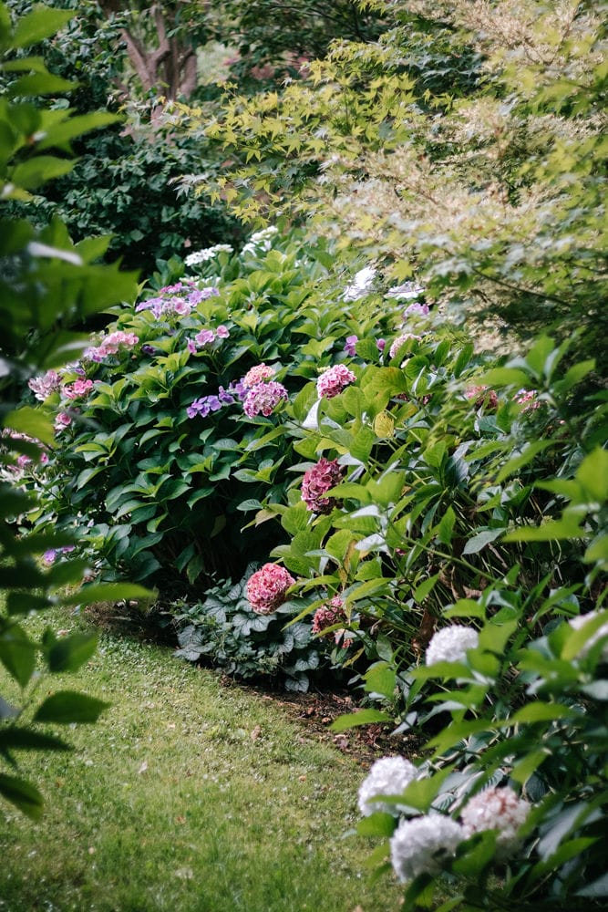Hydrangea bushes Hydrangea bushes