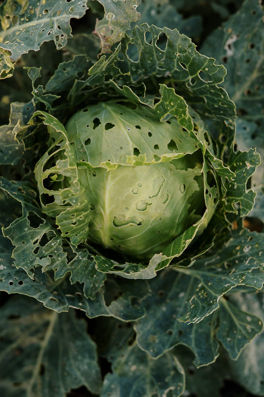 How to deal with slugs and snails in the garden How to deal with slugs and snails in the garden