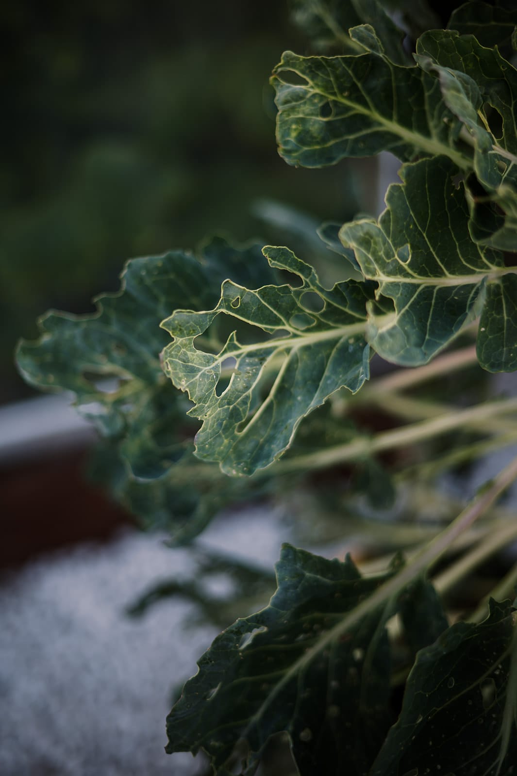 How to deal with slugs and snails in the garden How to deal with slugs and snails in the garden