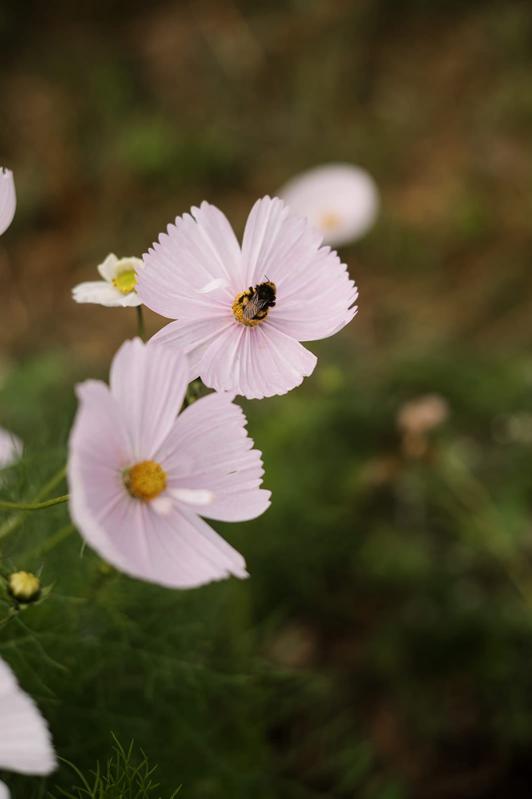 Sage Journal X Good Nature How to direct sow wildflower seeds