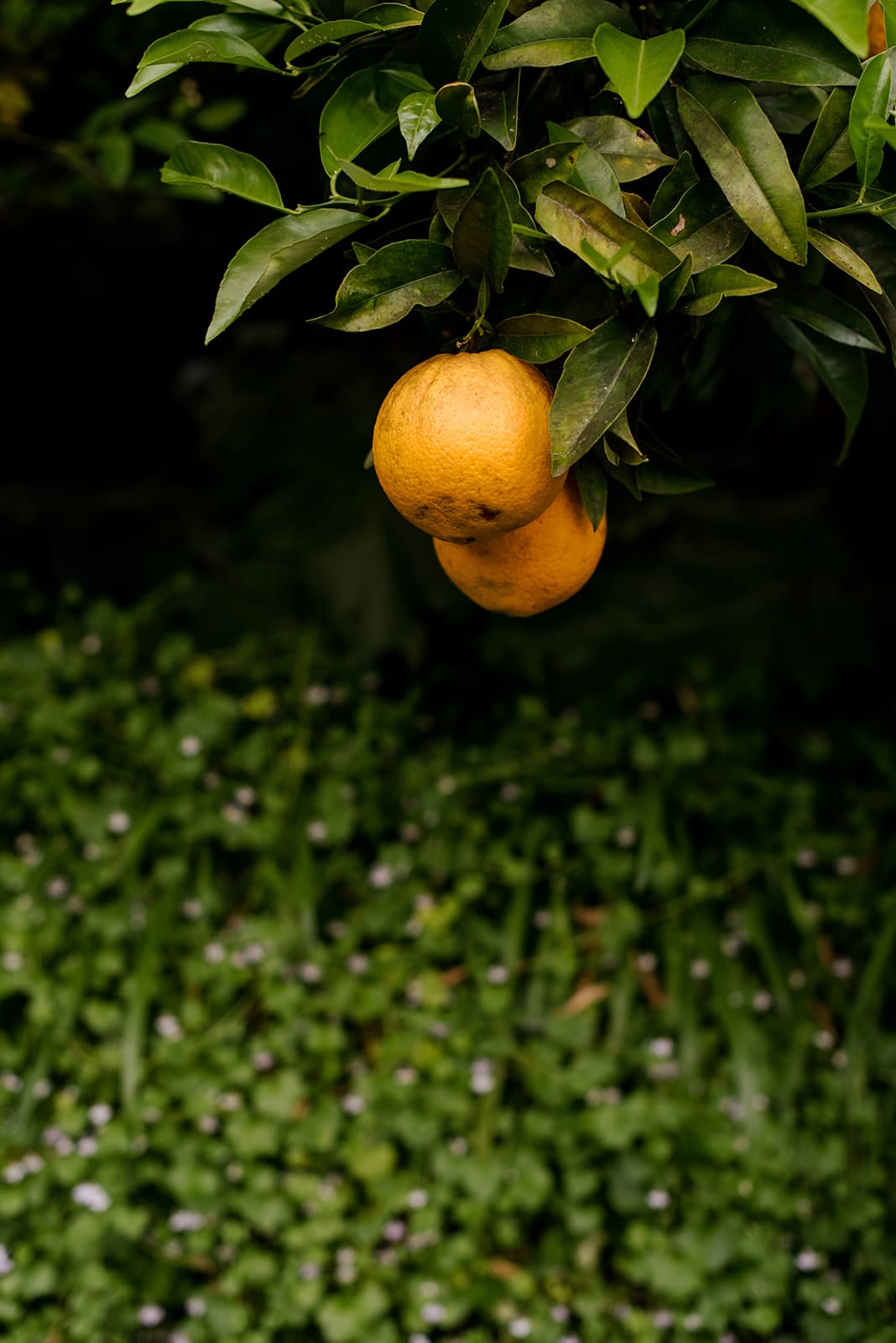 How to prune and feed citrus trees How to prune and feed citrus trees