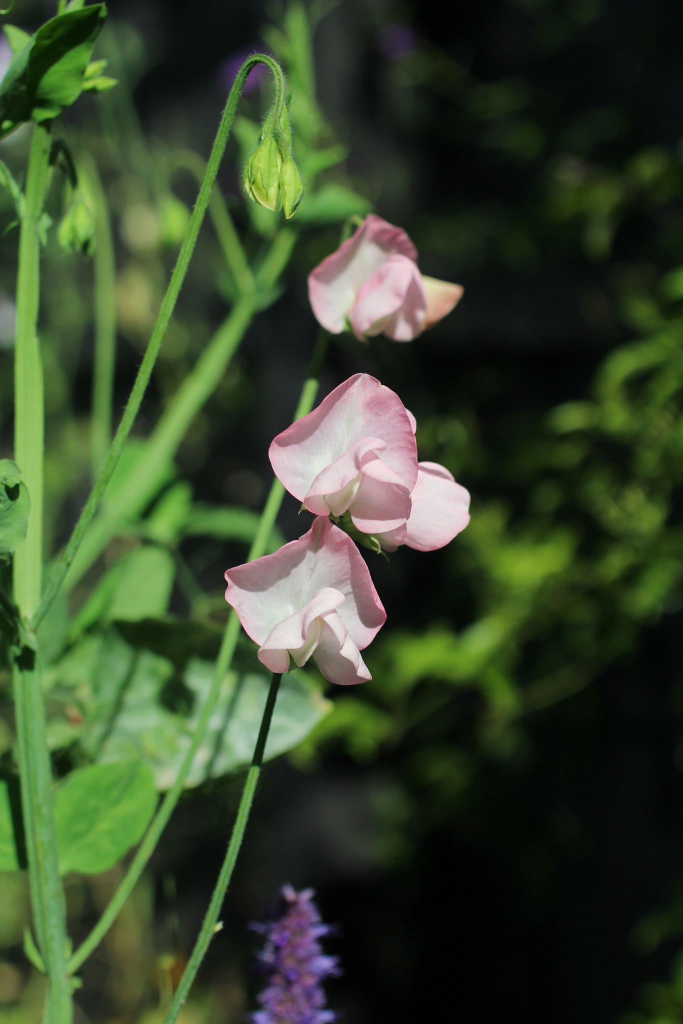 How to grow & keep your sweet peas flowering all summer long - Early flowering Sweet Pea 'Spring Sunshine Blush' Early flowering Sweet Pea 'Spring Sunshine Blush'