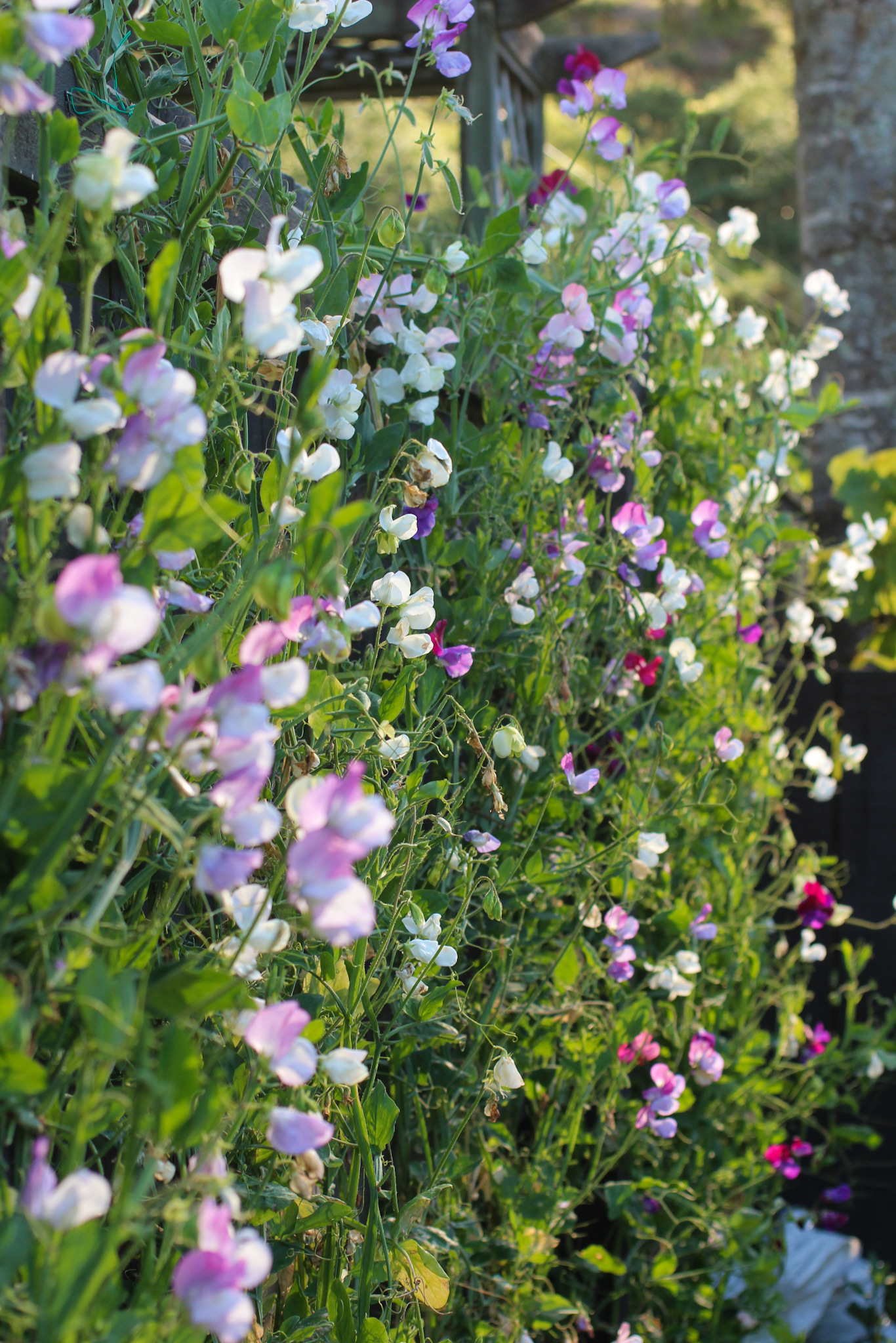 Fence covered in Sweet Peas in the evening light