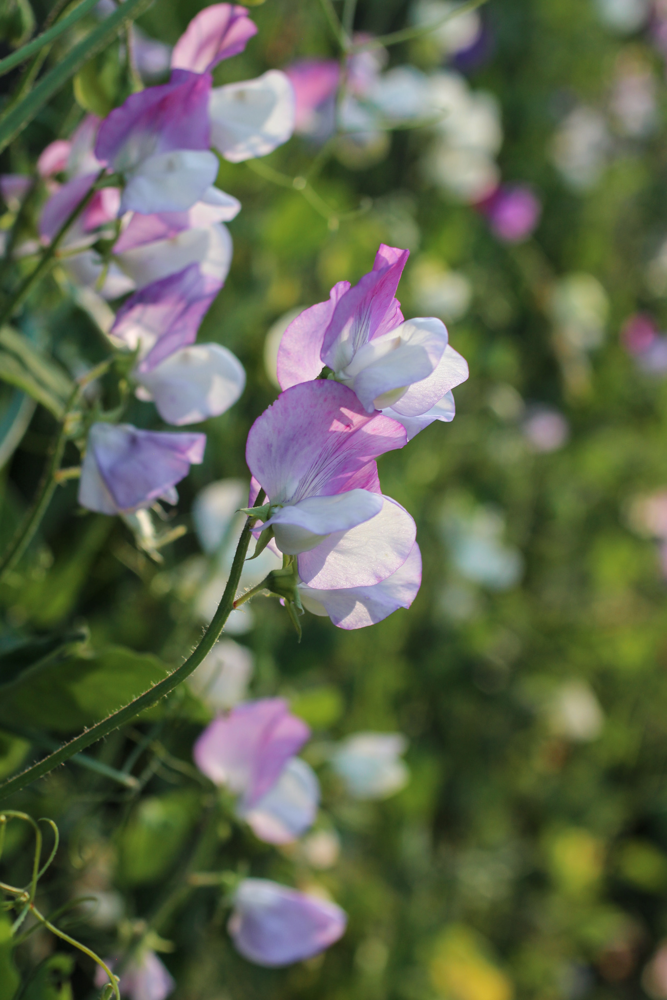 How to grow & keep your sweet peas flowering all summer long - Keith Hammet 'Signpost' Sweet Pea growing in garden Keith Hammet 'Signpost' Sweet Pea growing in garden