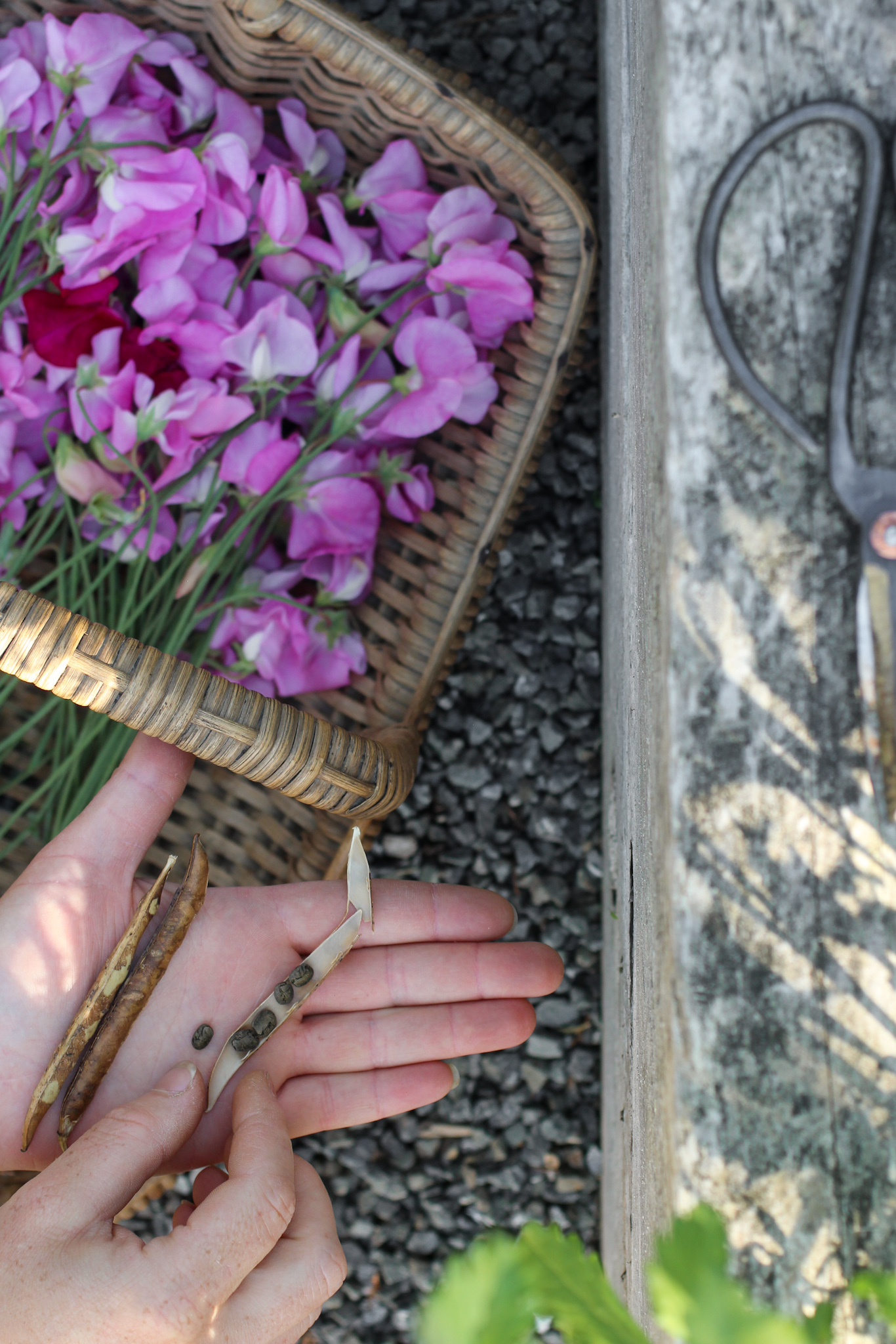 How to grow & keep your sweet peas flowering all summer long - Saving sweet pea seeds Saving sweet pea seeds