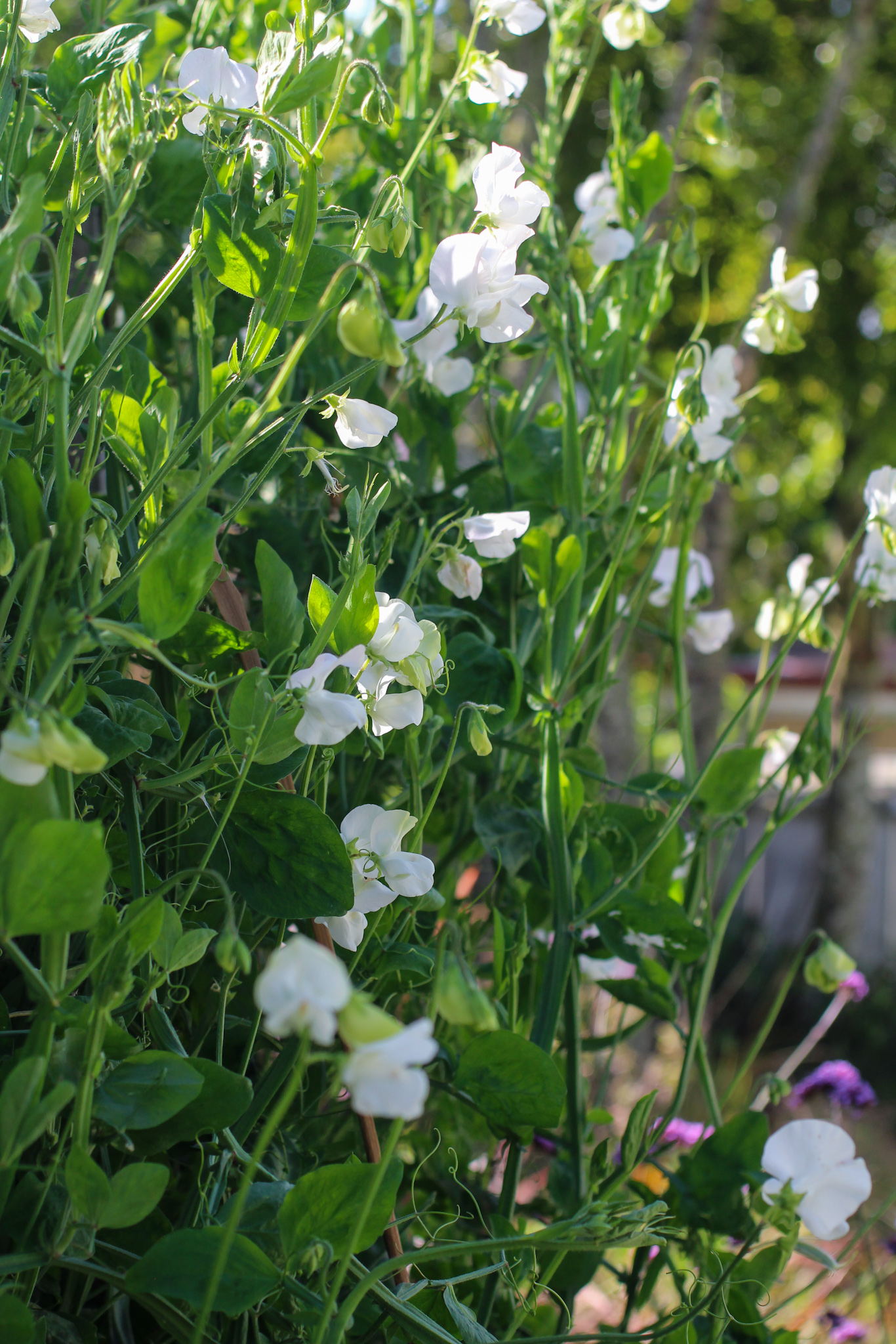 How to grow & keep your sweet peas flowering all summer long - Sweet Pea 'Unwins Wedding Royal Wedding' Sweet Pea 'Unwins Wedding Royal Wedding'