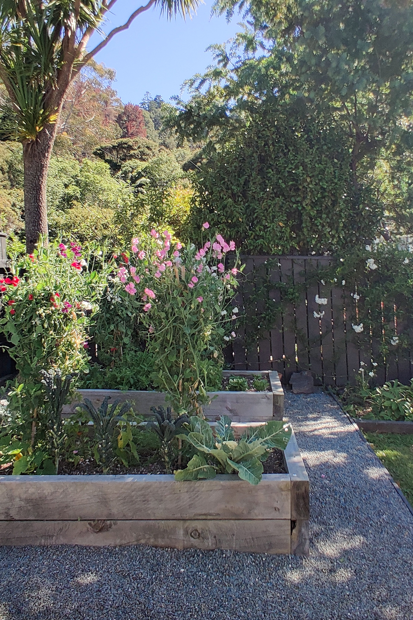 How to grow & keep your sweet peas flowering all summer long - Sweet Pea teepees in Vegetable garden Sweet Pea teepees in Vegetable garden