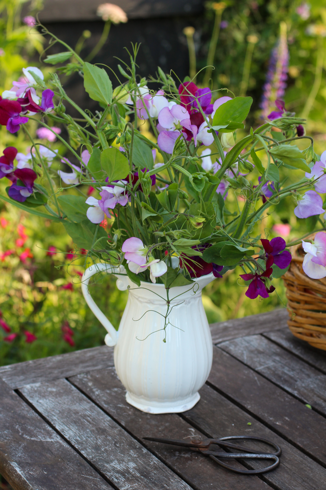 How to grow & keep your sweet peas flowering all summer long - Sweet Peas can be cut on the vine for longer stems Sweet Peas can be cut on the vine for longer stems