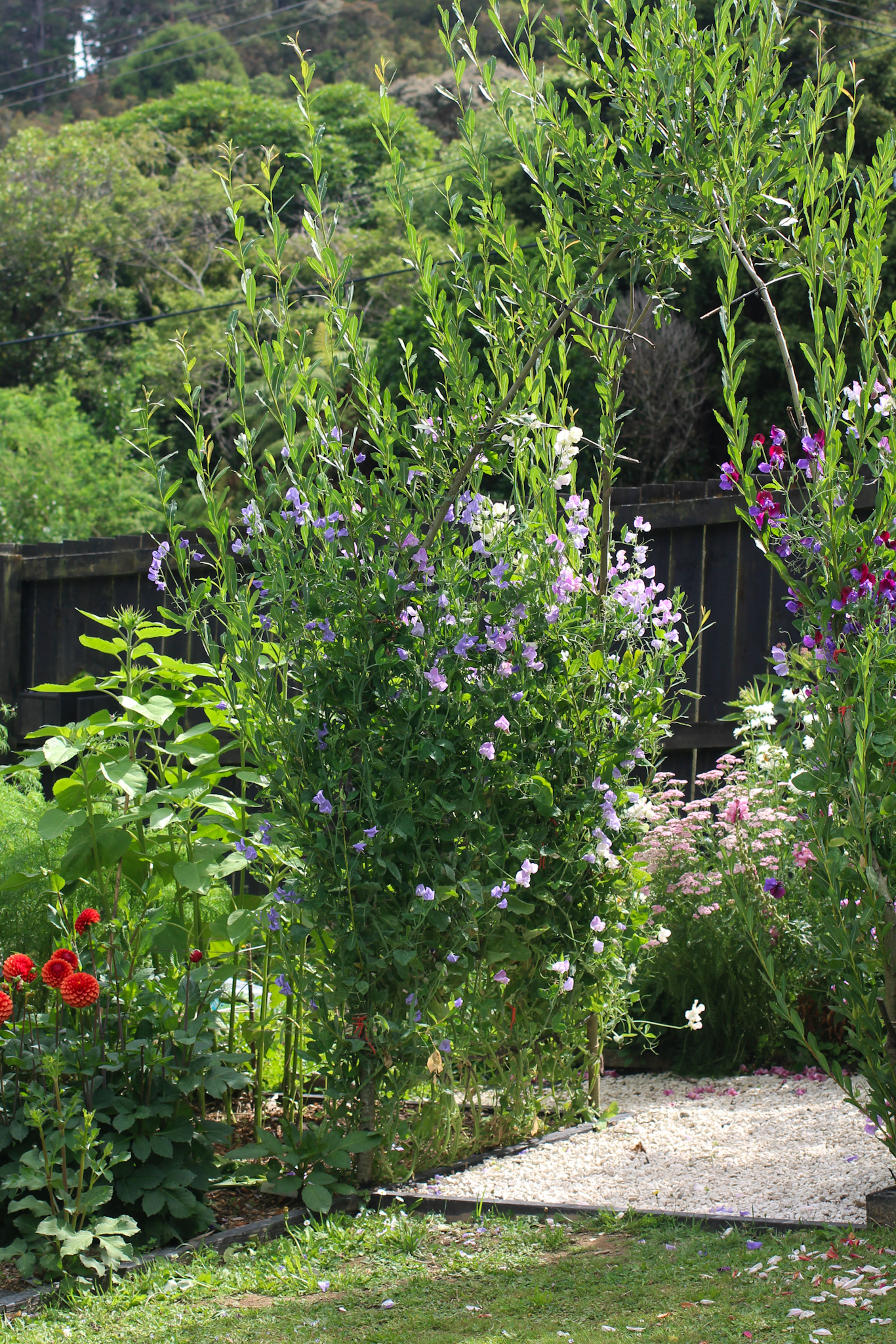 How to grow & keep your sweet peas flowering all summer long - Sweet Peas climbing up arch Sweet Peas climbing up arch