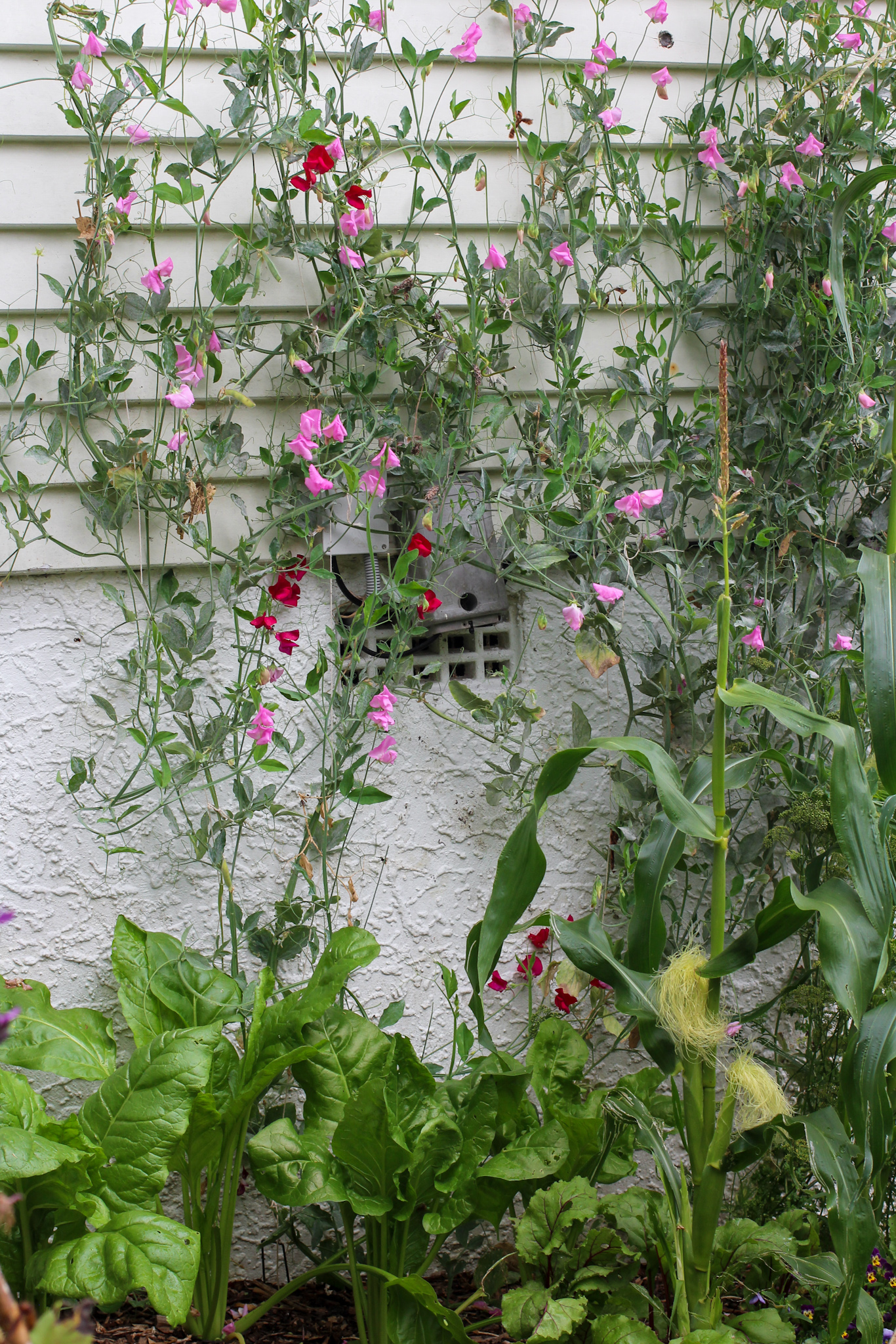How to grow & keep your sweet peas flowering all summer long - Sweet Peas climbing up wall in vegetable garden Sweet Peas climbing up wall in vegetable garden