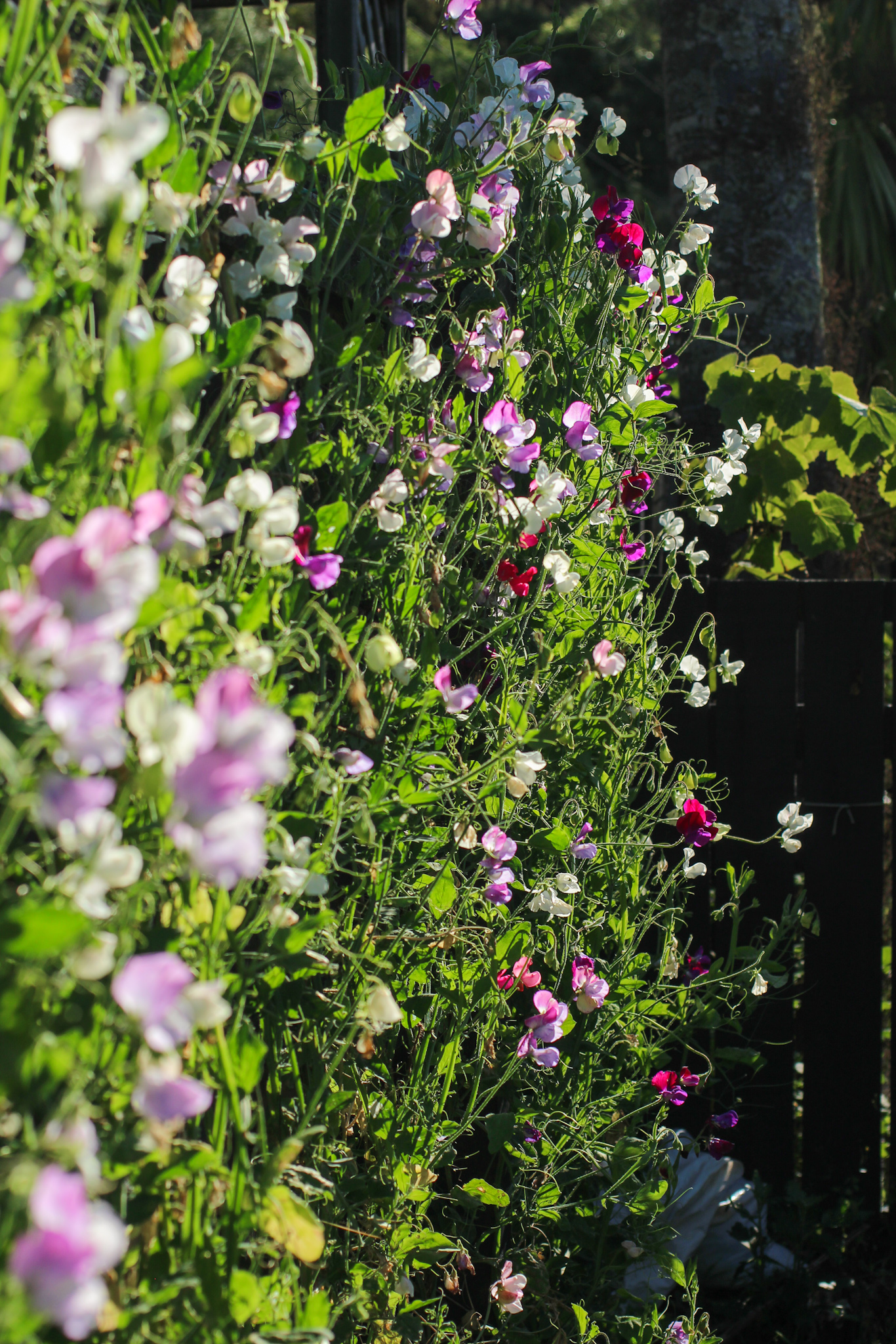 How to grow & keep your sweet peas flowering all summer long - Sweet Peas trained up trellis along fence Sweet Peas trained up trellis along fence