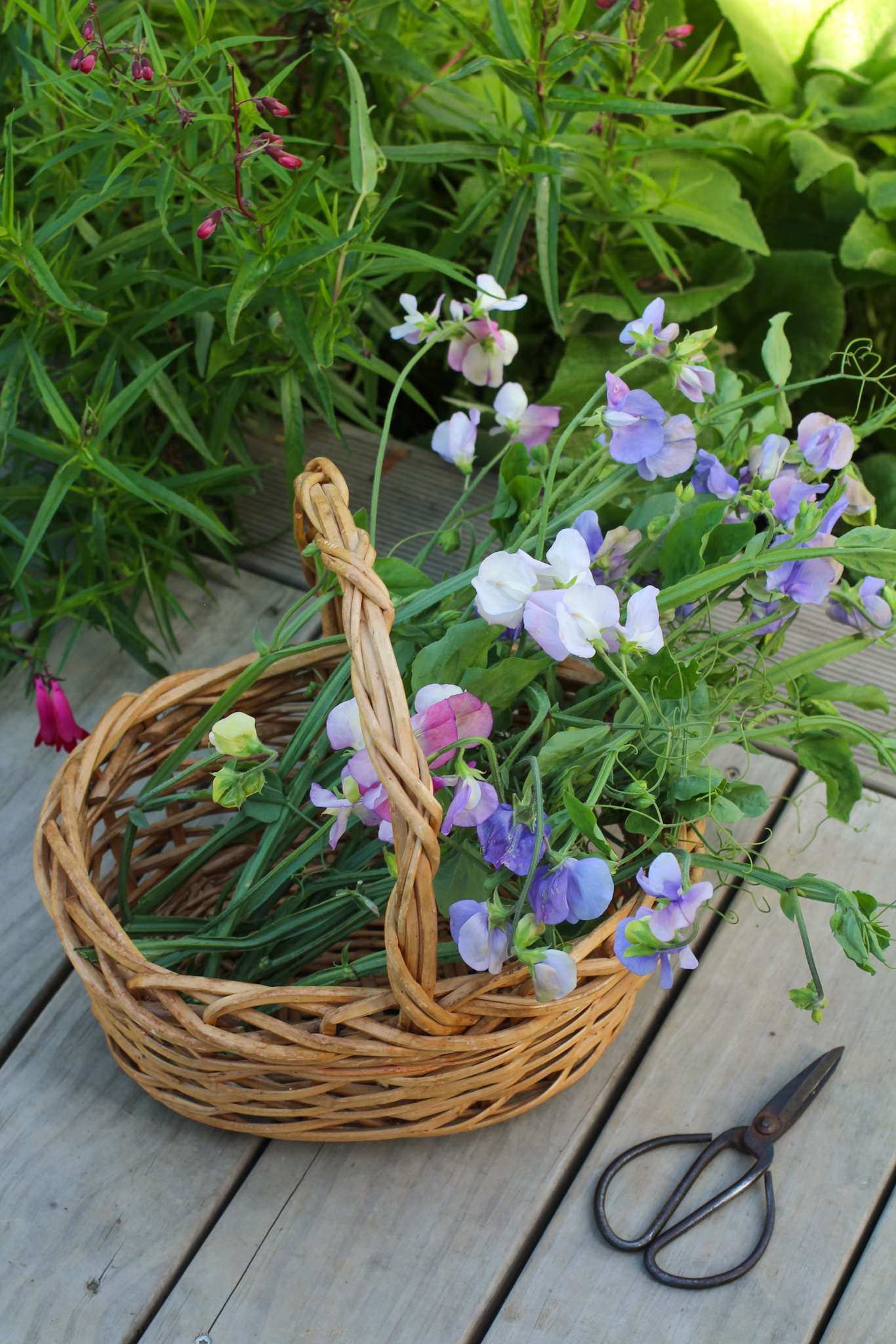 How to grow & keep your sweet peas flowering all summer long - sweet peas require deadheading everyday to produce more flowers sweet peas require deadheading everyday to produce more flowers