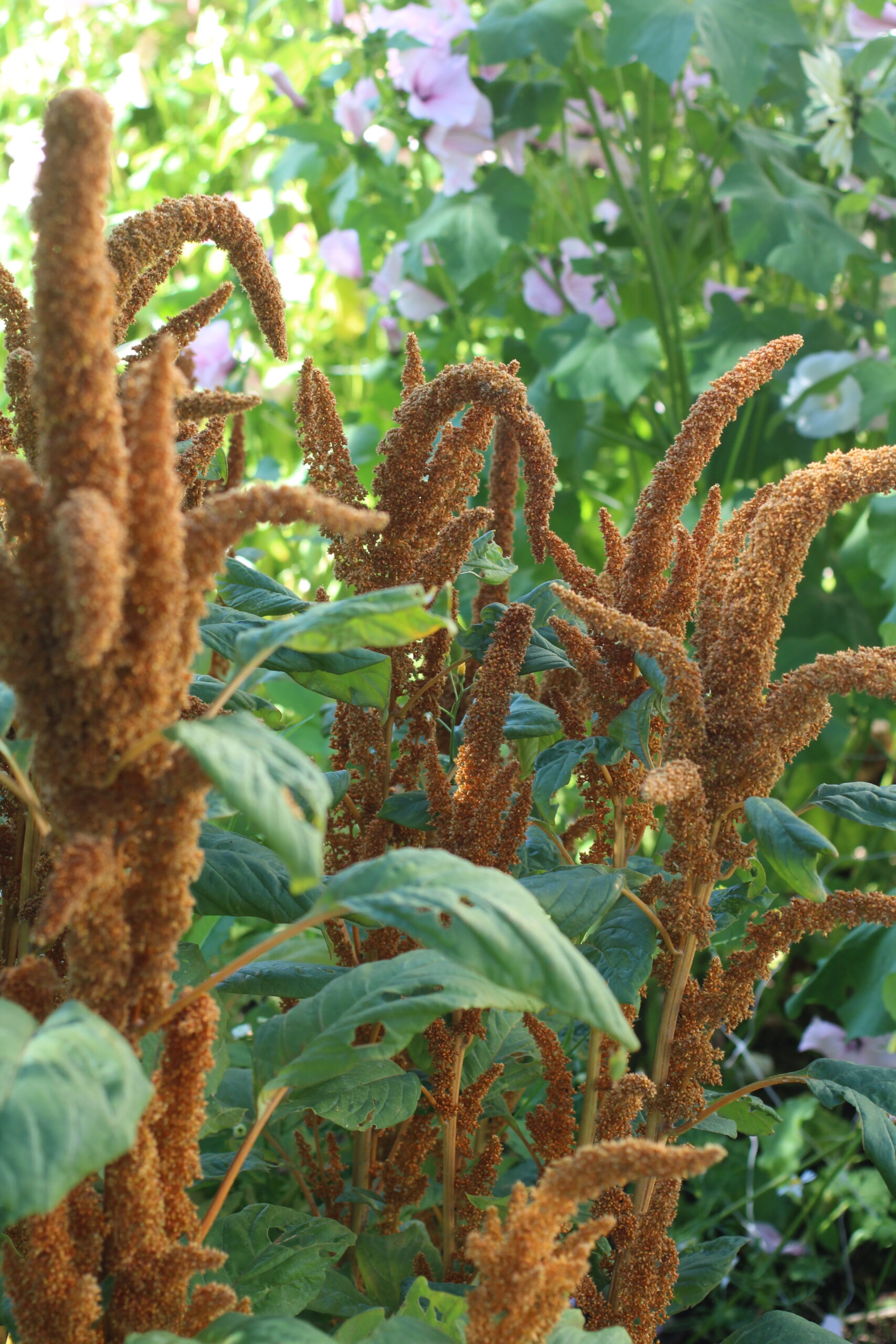 Elly Keen - Cut & come again annual flowers - Amaranthus 'Hot Biscuits' Amaranthus 'Hot Biscuits'
