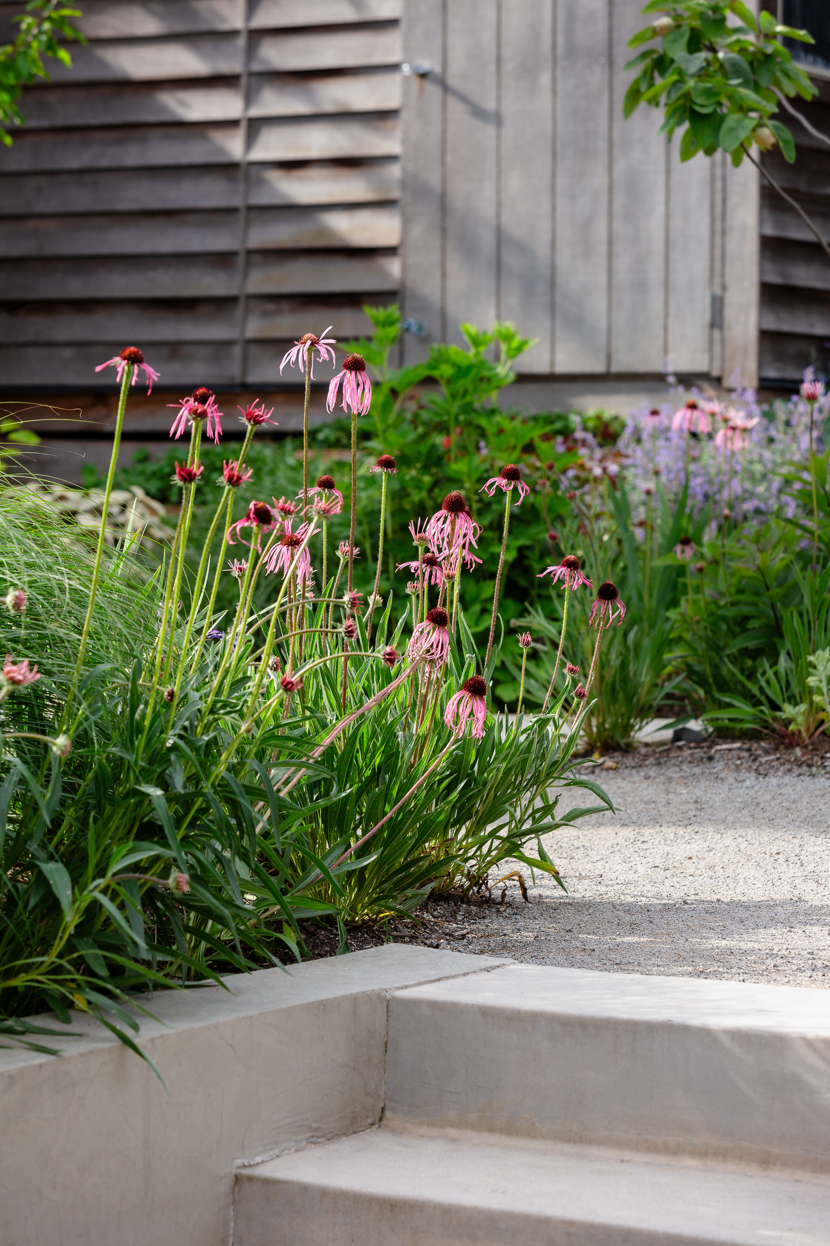 Andy Murray Landscape Design - Northcote 1 garden Andy Murray Landscape Design - Northcote 1 garden