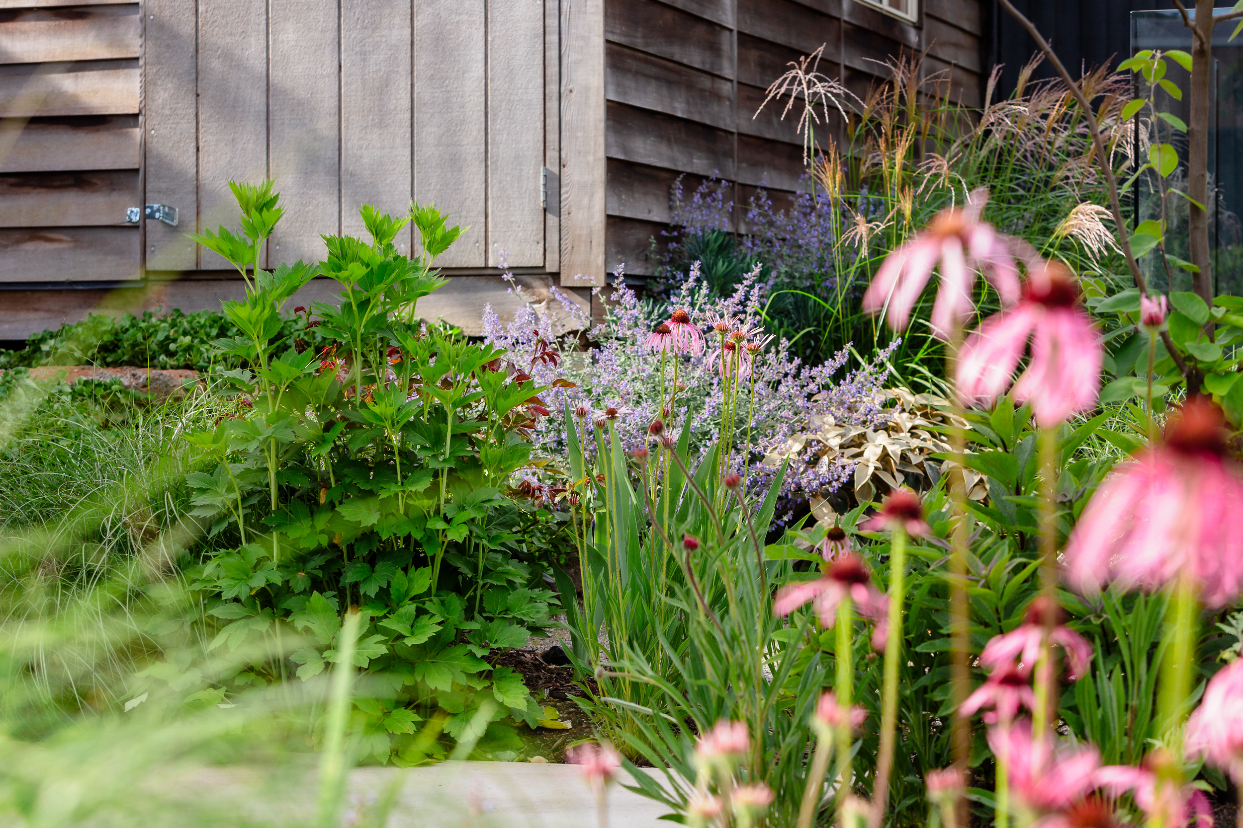 Andy Murray Landscape Design - Northcote 1 garden Andy Murray Landscape Design - Northcote 1 garden