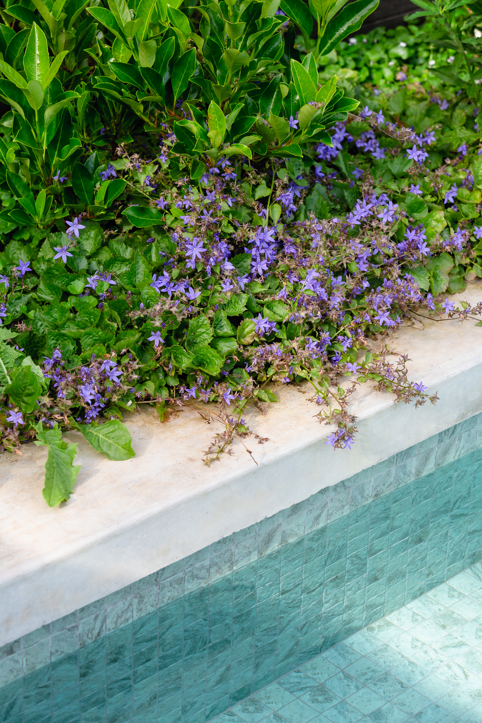 Andy Murray Landscape Design - Northcote 1 garden Andy Murray Landscape Design - Northcote 1 garden