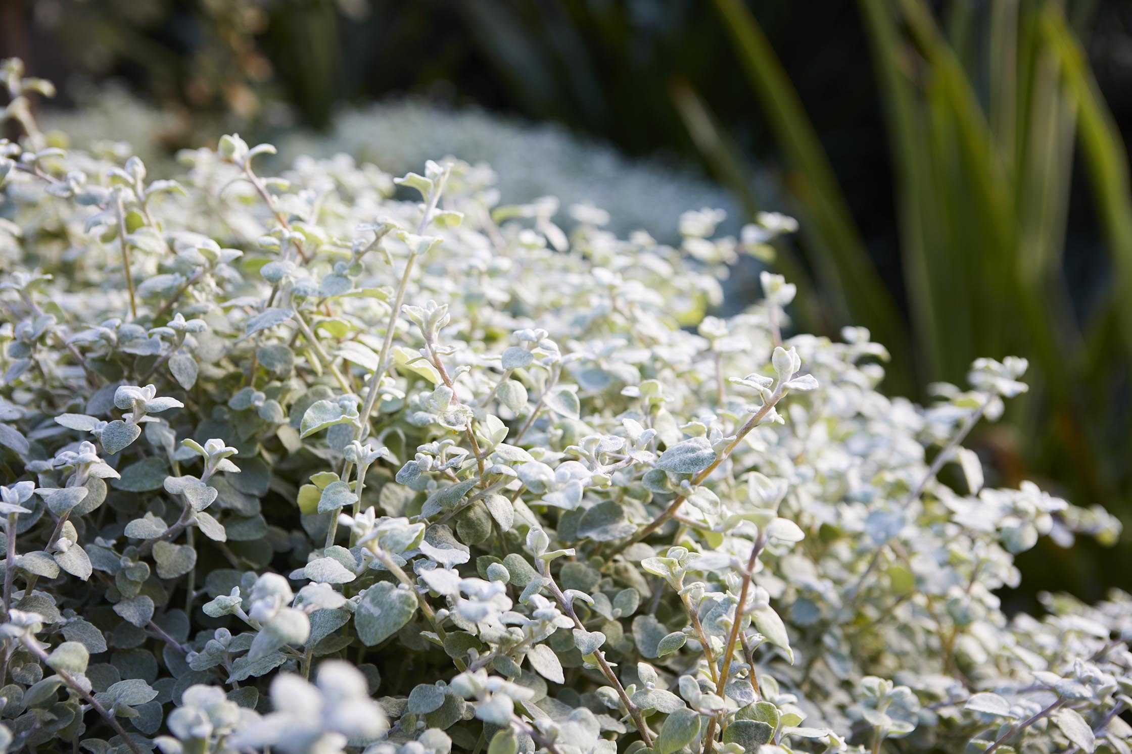 Fifth Season Landscapes - Clareville Fifth Season Landscapes - Clareville