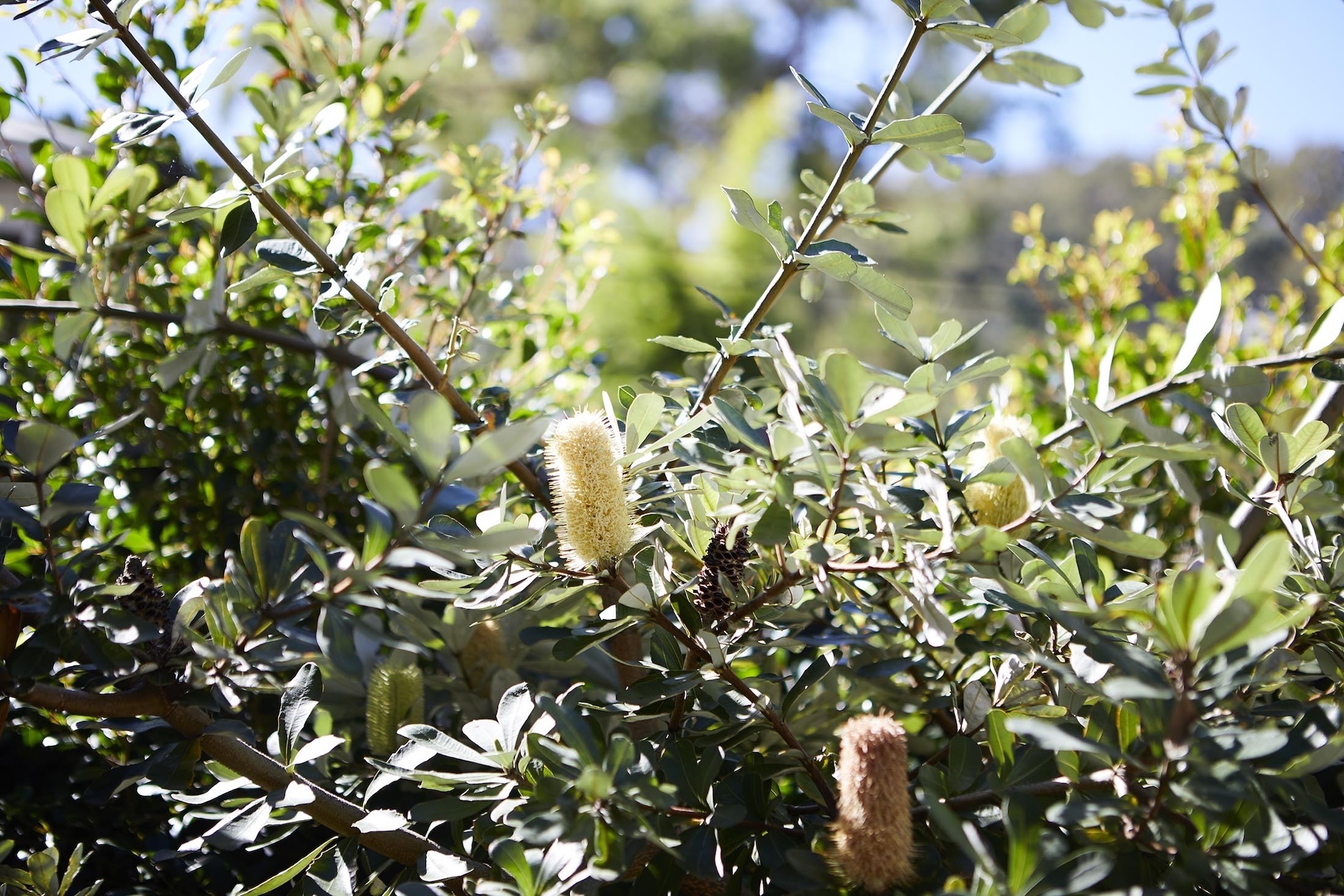 Copy of 210414_FifthSeason_Clareville_0475 Banksia