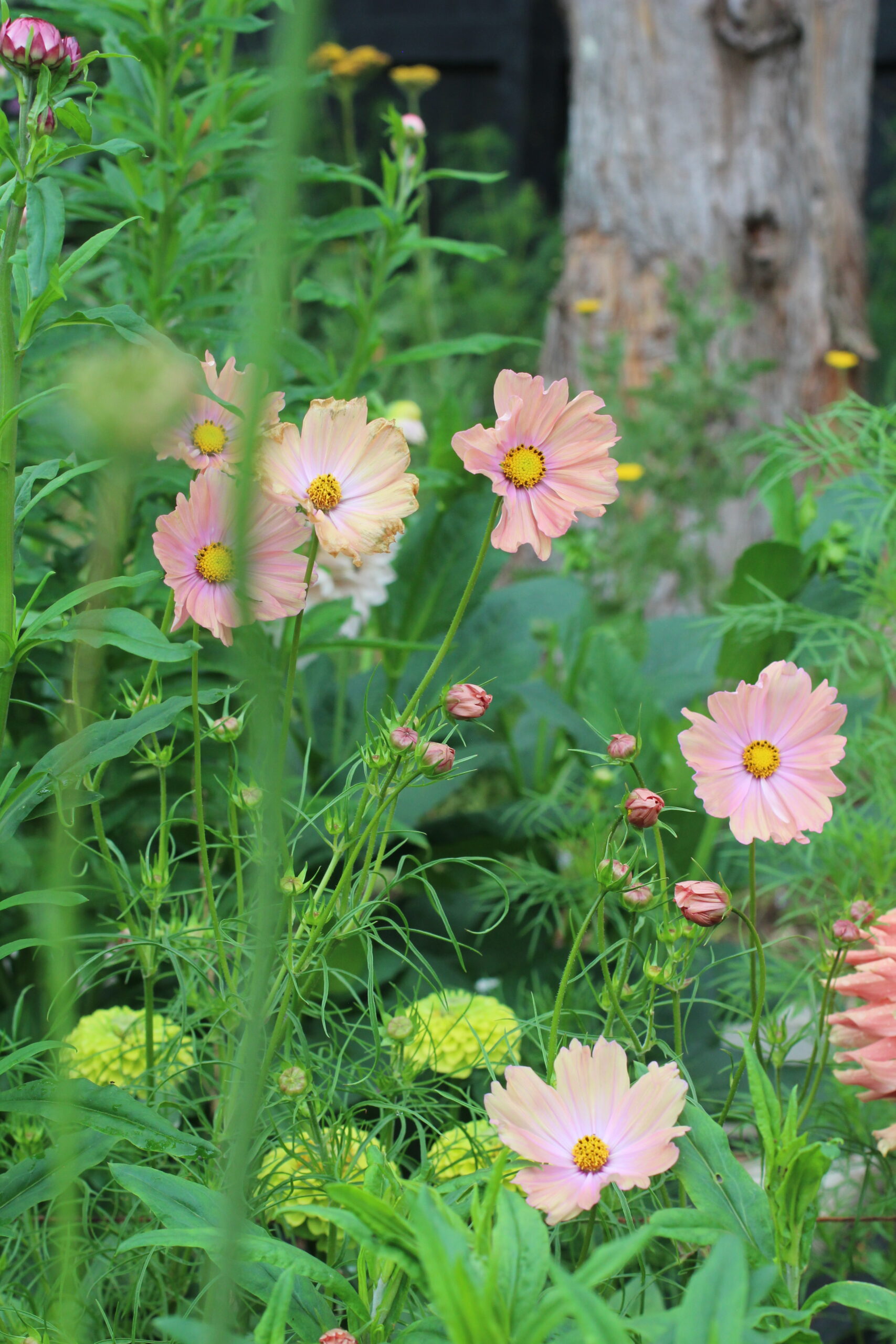 Elly Keen - Cut & come again annual flowers - Cosmos 'Apricotta' Cosmos 'Apricotta'