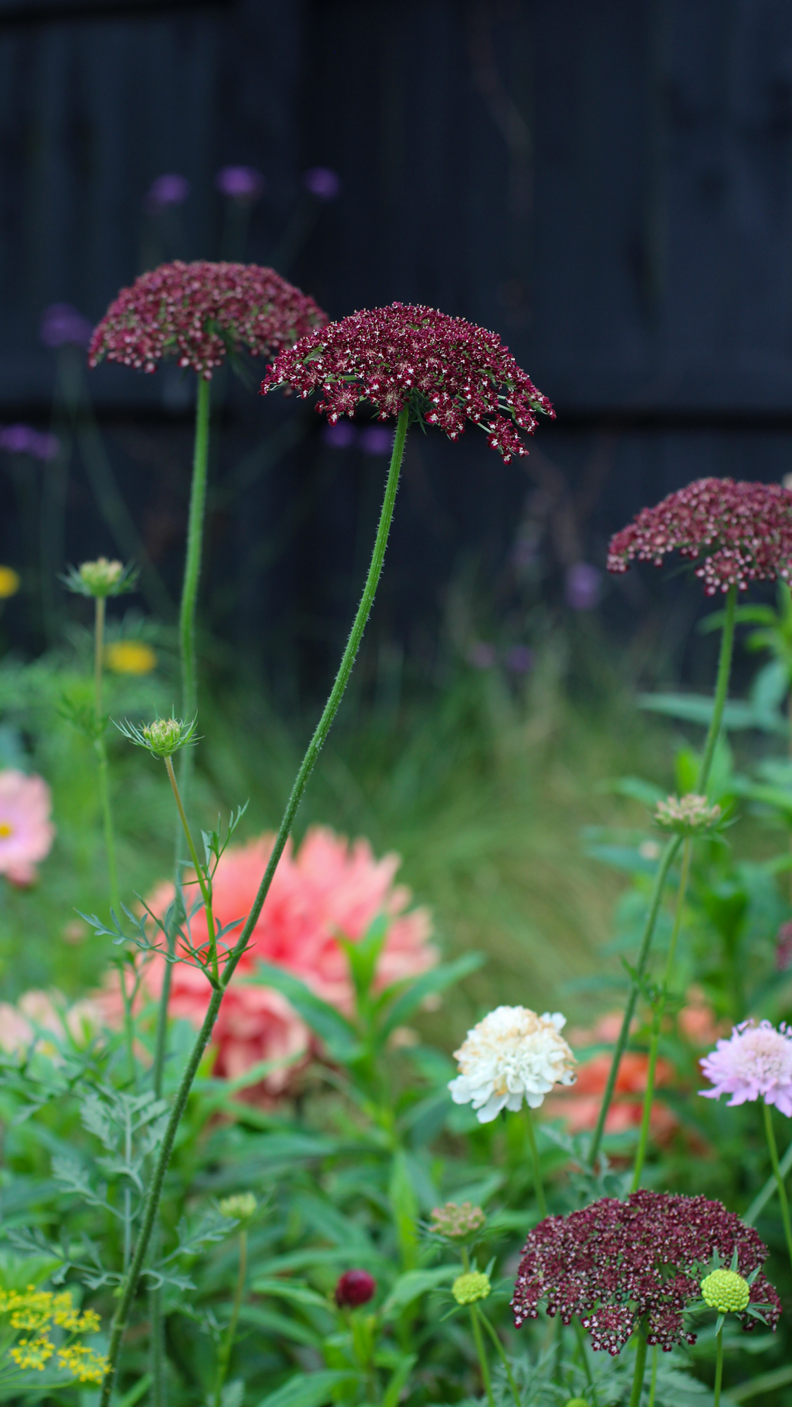 Elly Keen - Cut & come again annual flowers - Daucus Carota 'Dara' Daucus Carota 'Dara'