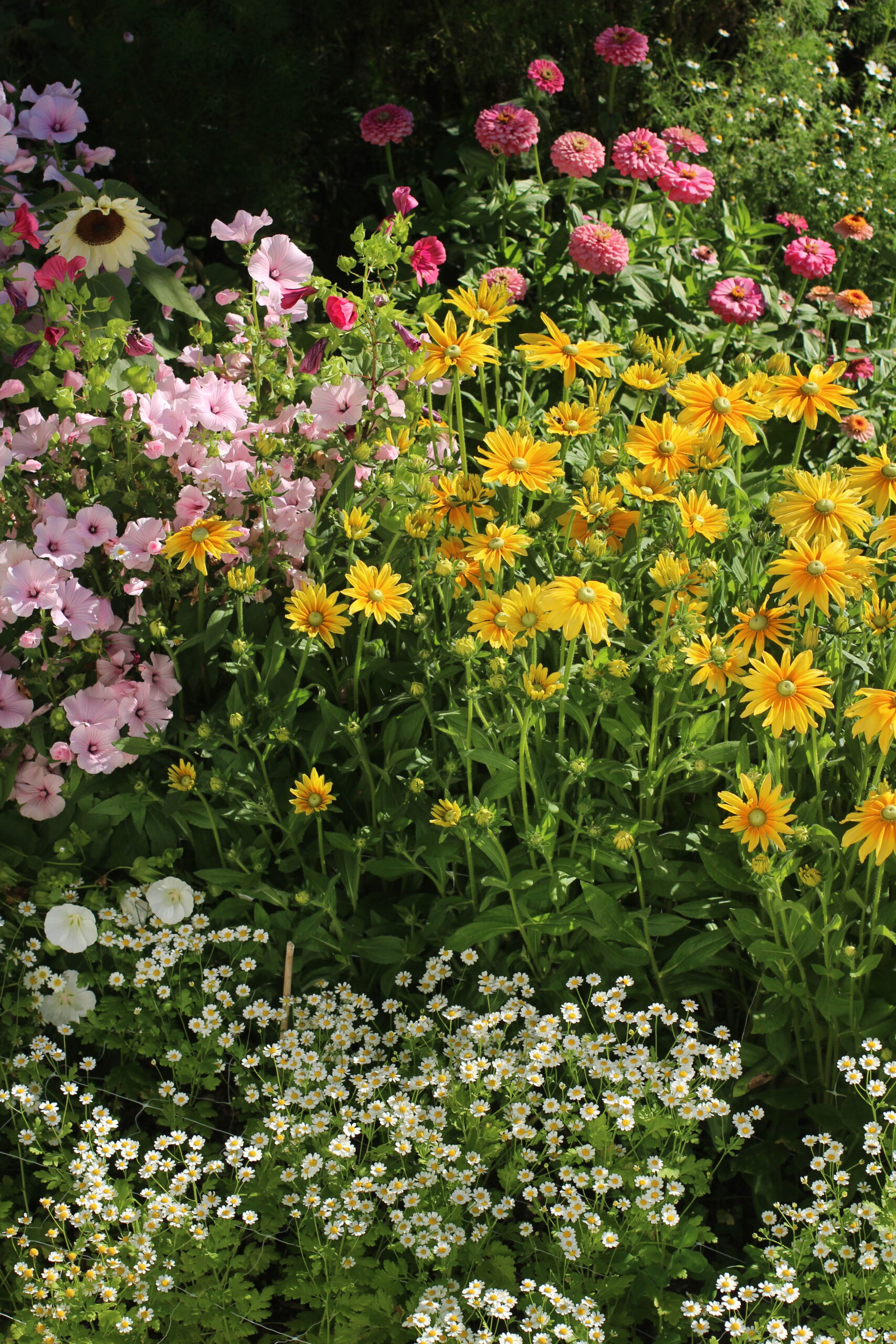 Late Summer in the Cutting Garden