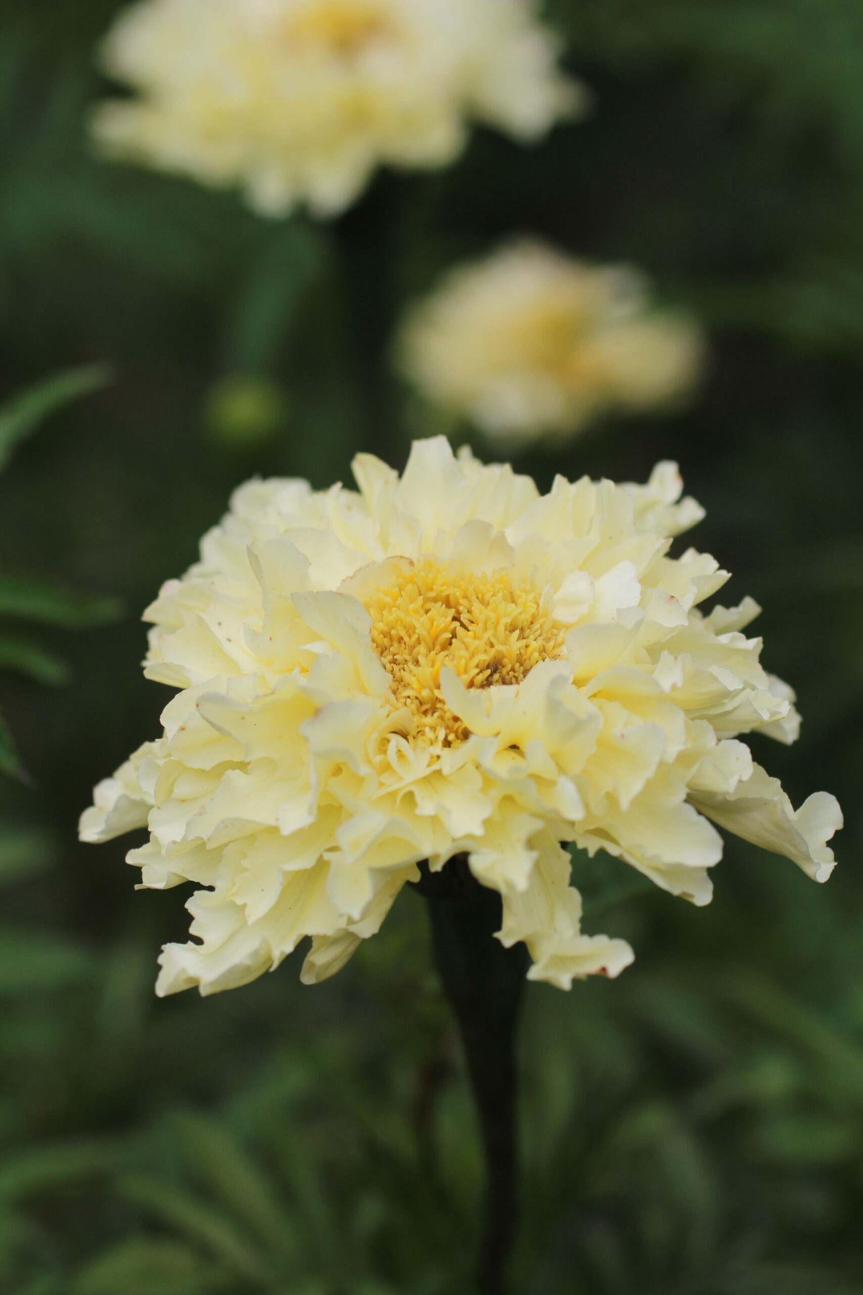 Elly Keen - Cut & come again annual flowers - Marigold 'African Ivory' Marigold 'African Ivory'