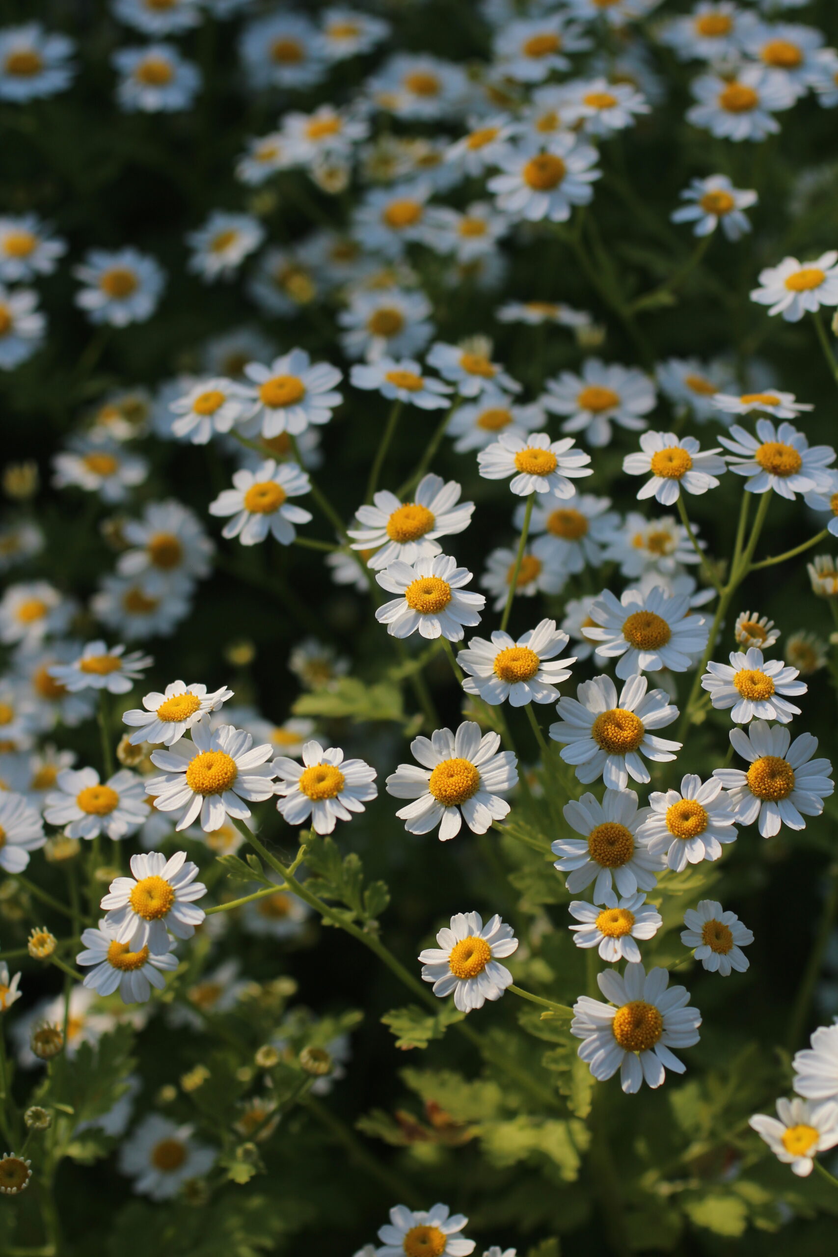 Elly Keen - Cut & come again annual flowers - Matricaria Campagne Matricaria Campagne