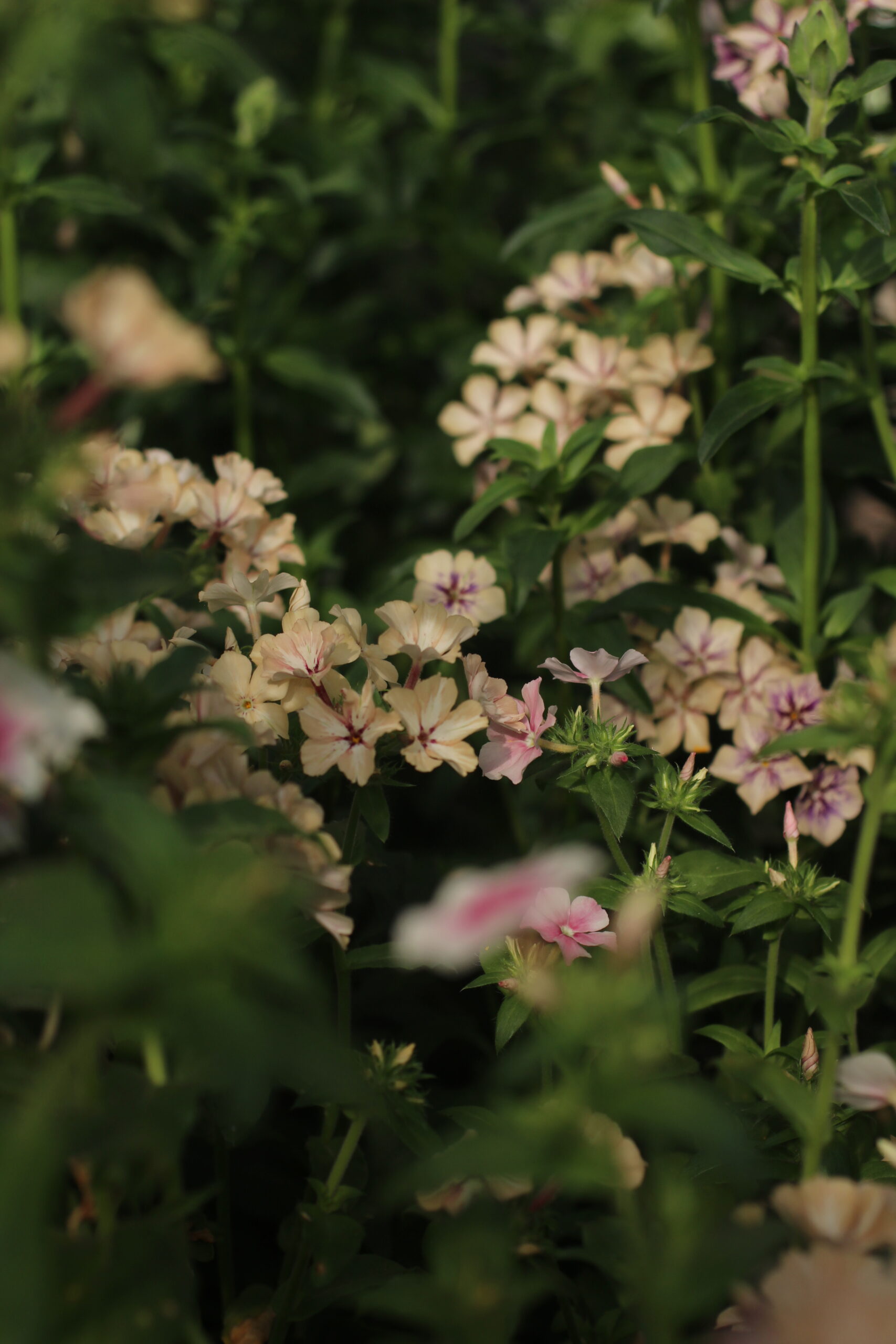Elly Keen - Cut & come again annual flowers - Phlox ' Creme Brulee' Phlox ' Creme Brulee'