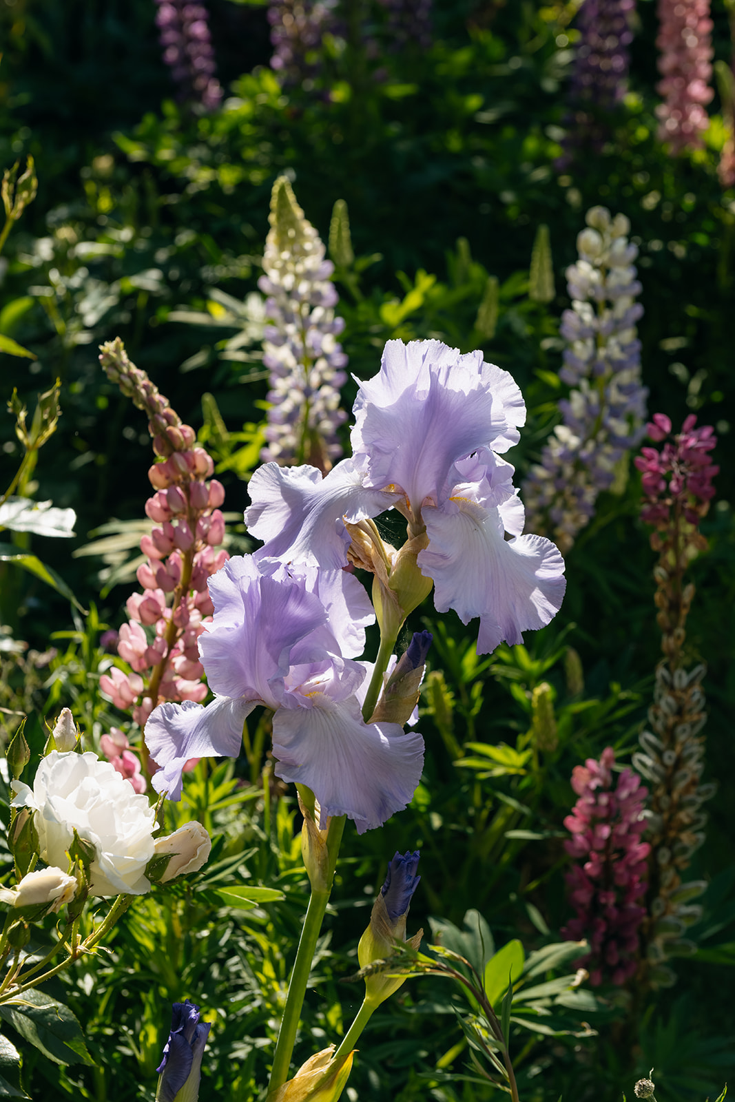 Sage Journal - Waimate
