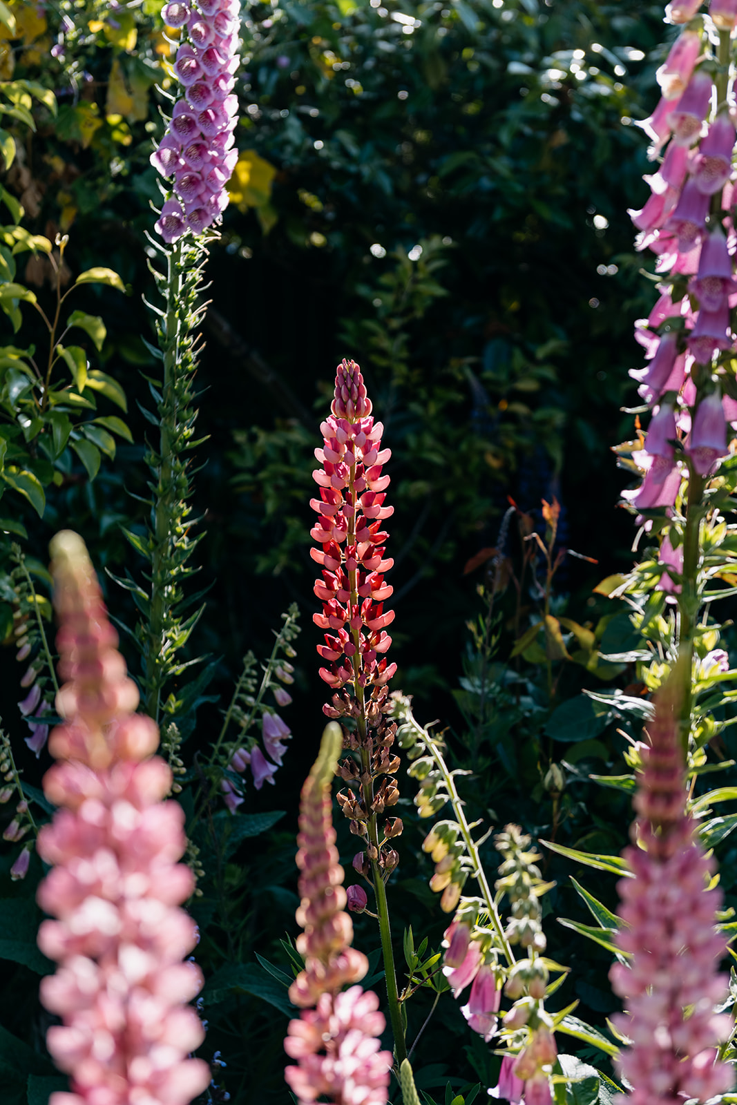 Sage Journal - Waimate