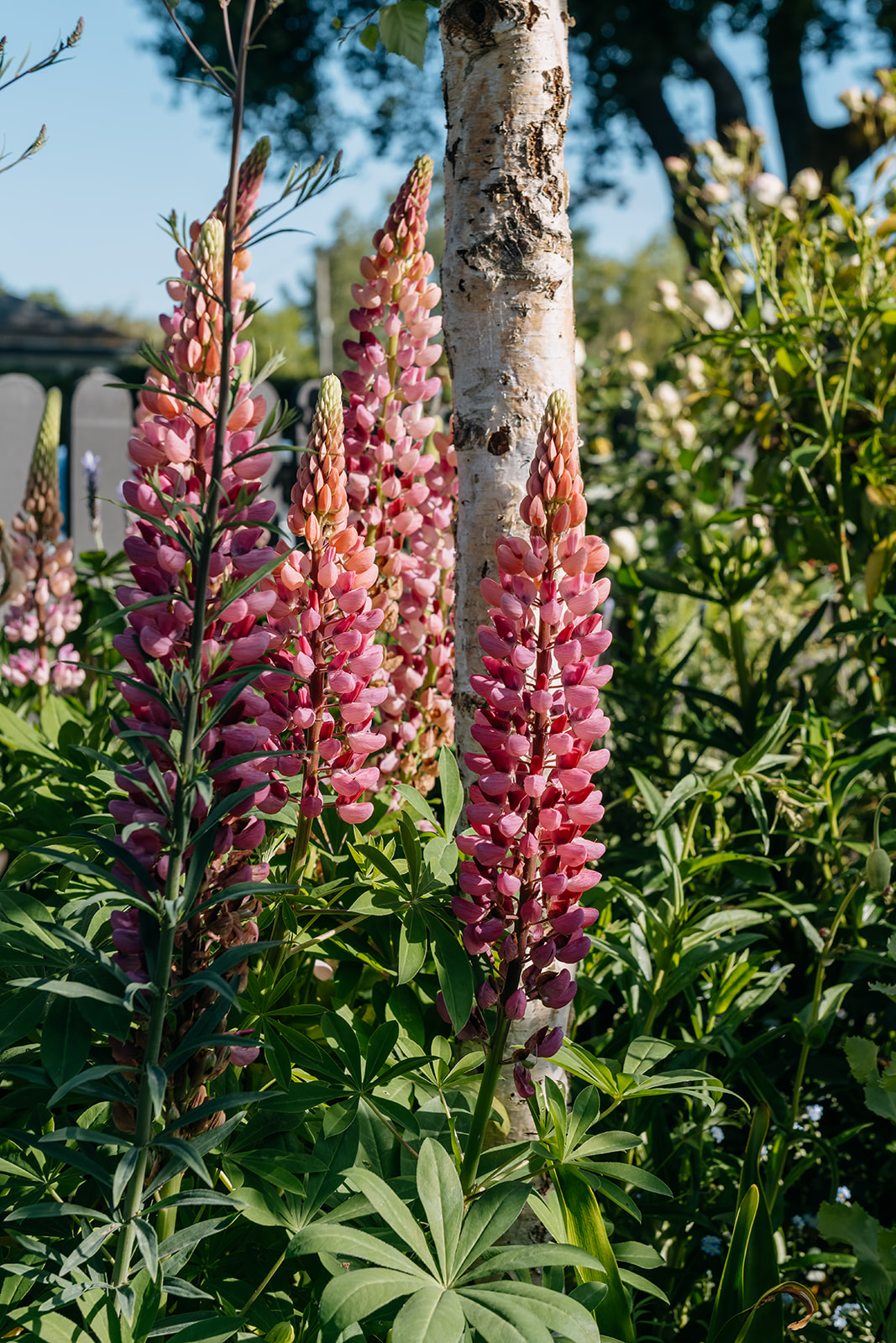 Sage Journal - Waimate