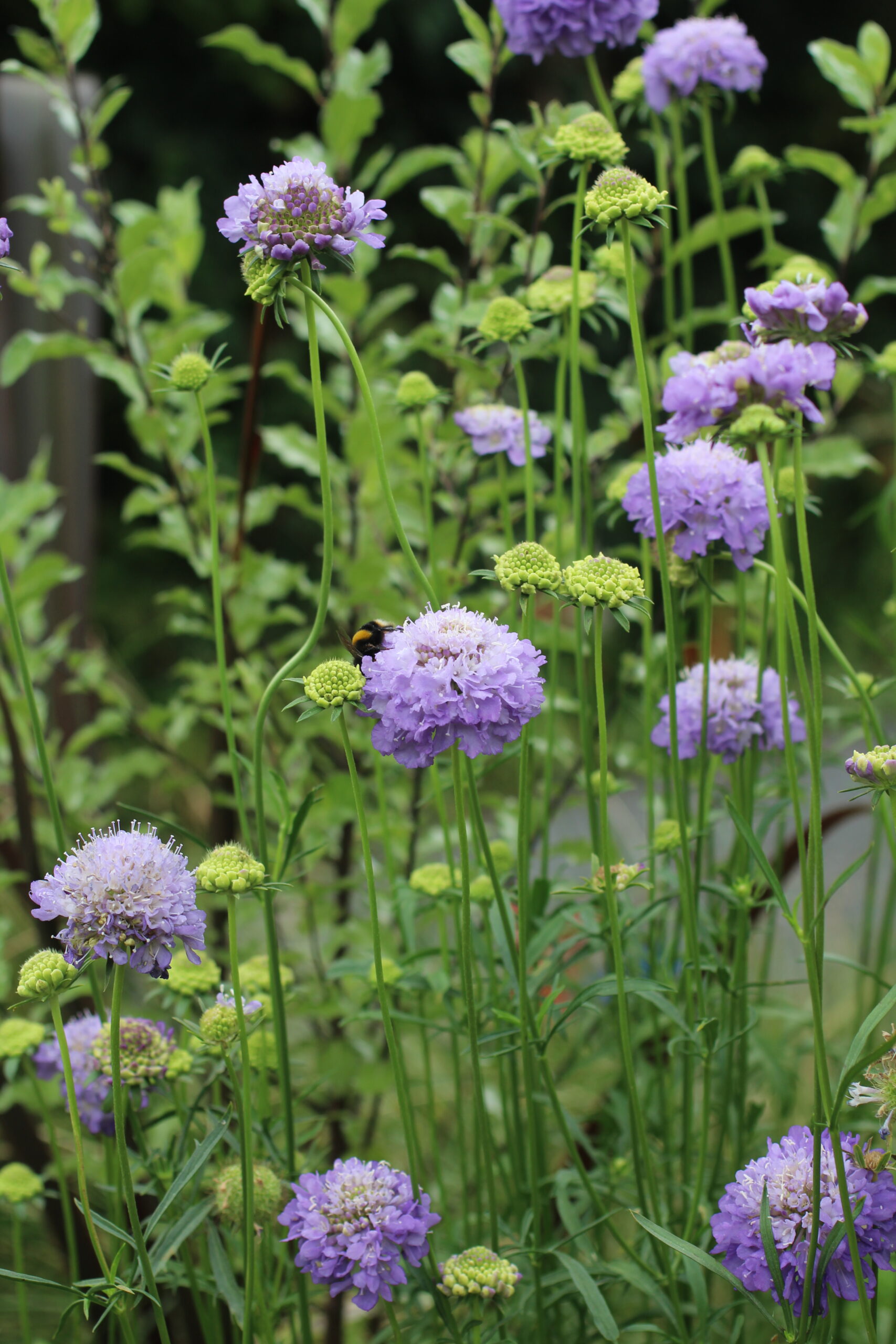 Elly Keen - Cut & come again annual flowers - Scabiosa 'Oxford Blue' Scabiosa 'Oxford Blue'