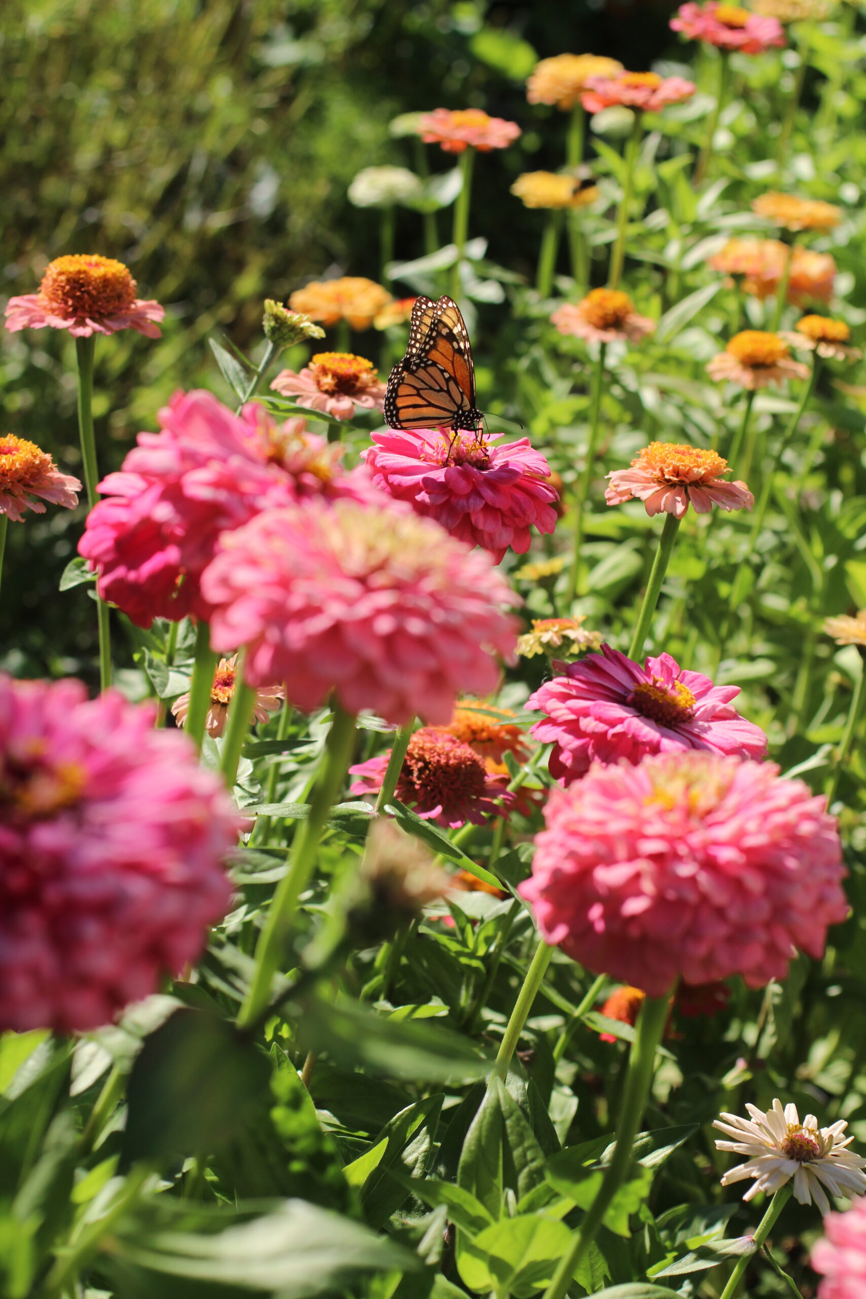 Elly Keen - Cut & come again annual flowers - Zinnia 'Benary's Giant Pink' Zinnia 'Benary's Giant Pink'