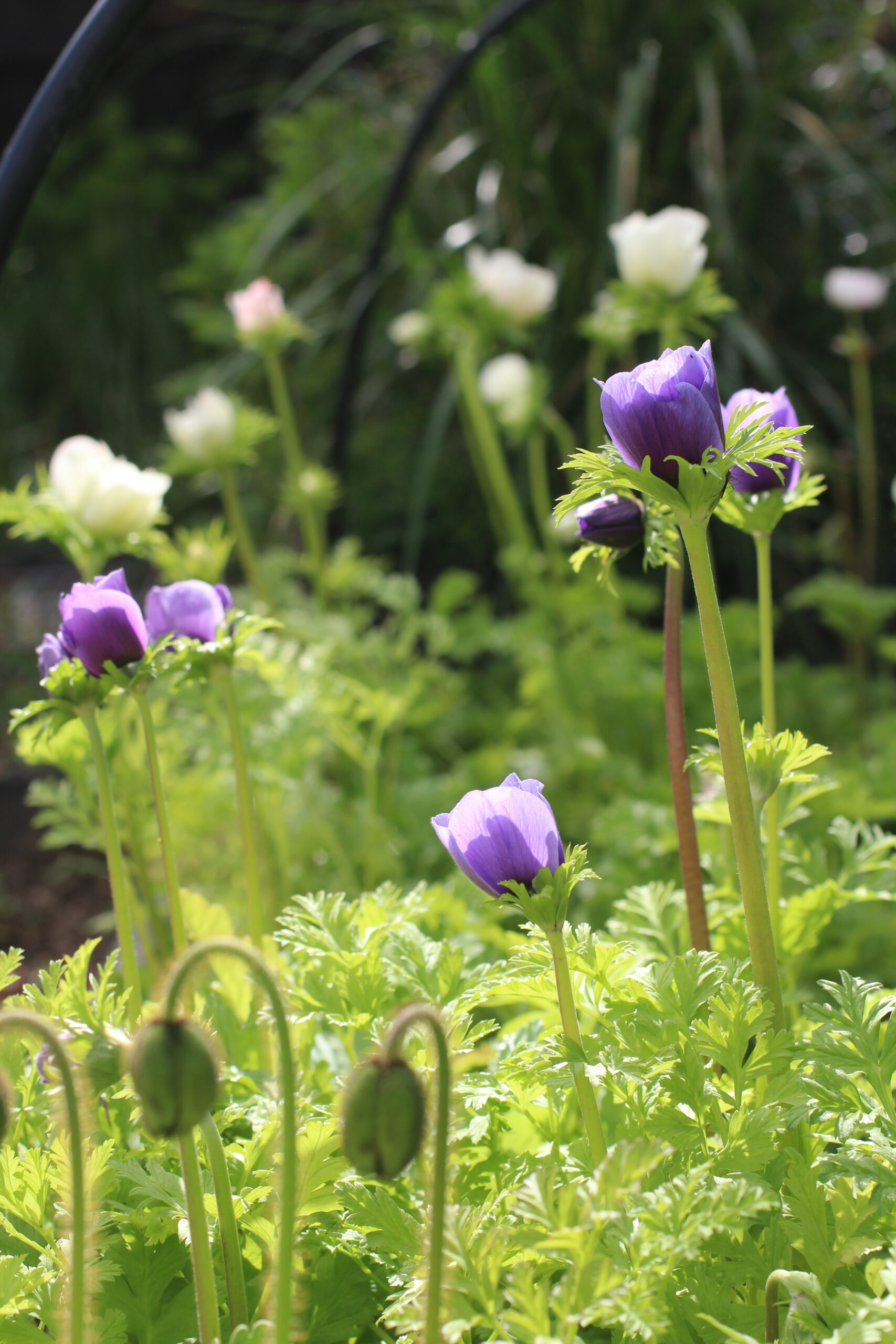 Autumn Gardening Series/Spring bulbs - Anemone Lavender and Bianco Anemone lavender and bianco