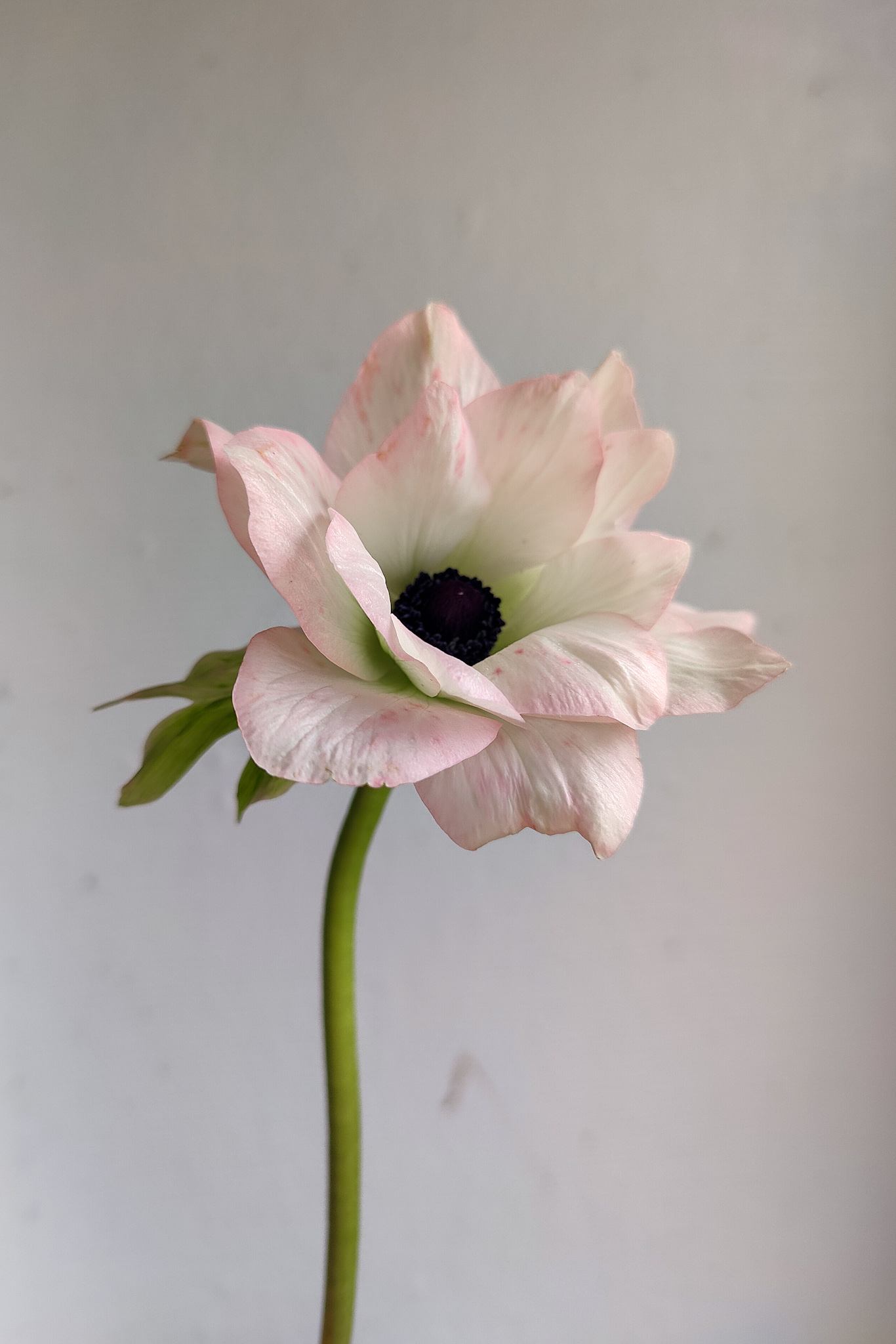 Autumn Gardening Series/Spring bulbs - Anemone Rosa Chiaro Anemone Rosa chiaro