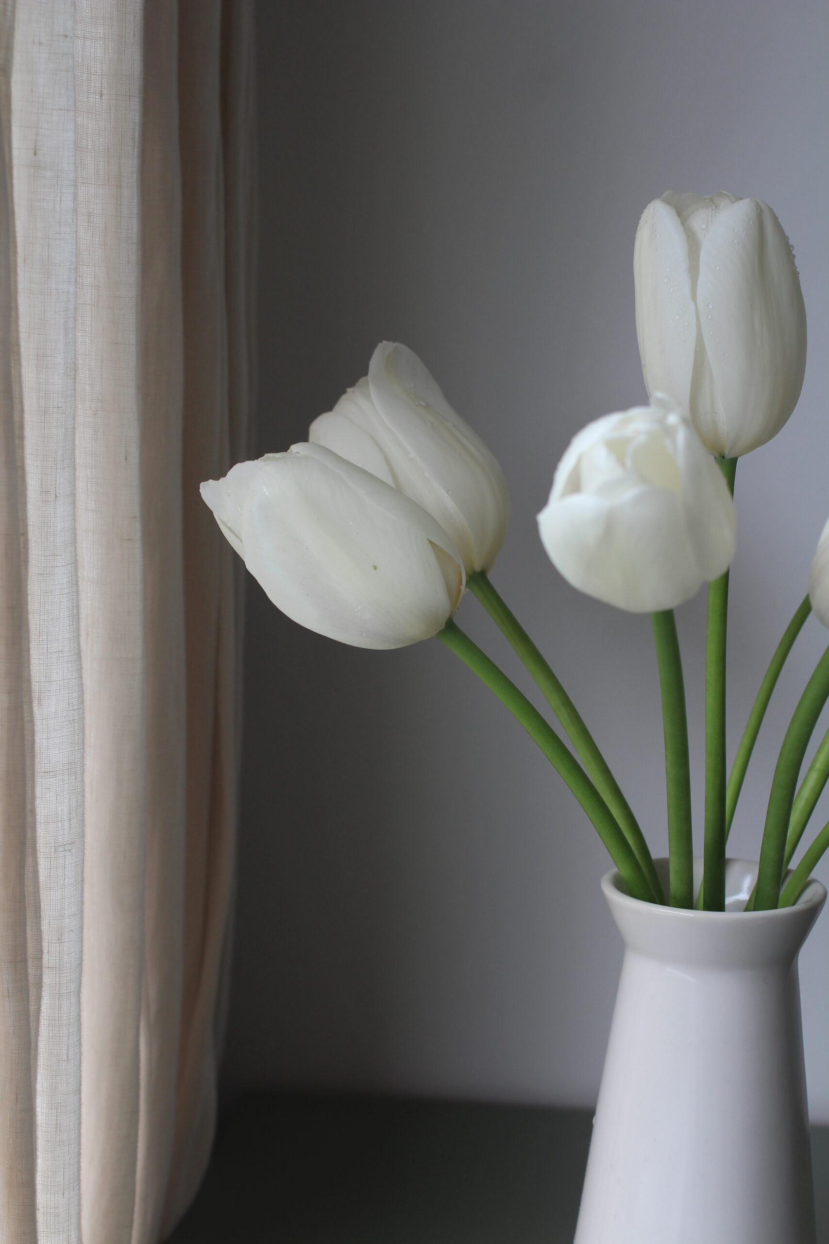 Autumn Gardening Series/Spring bulbs - Clearwater Tulips Clearwater tulips