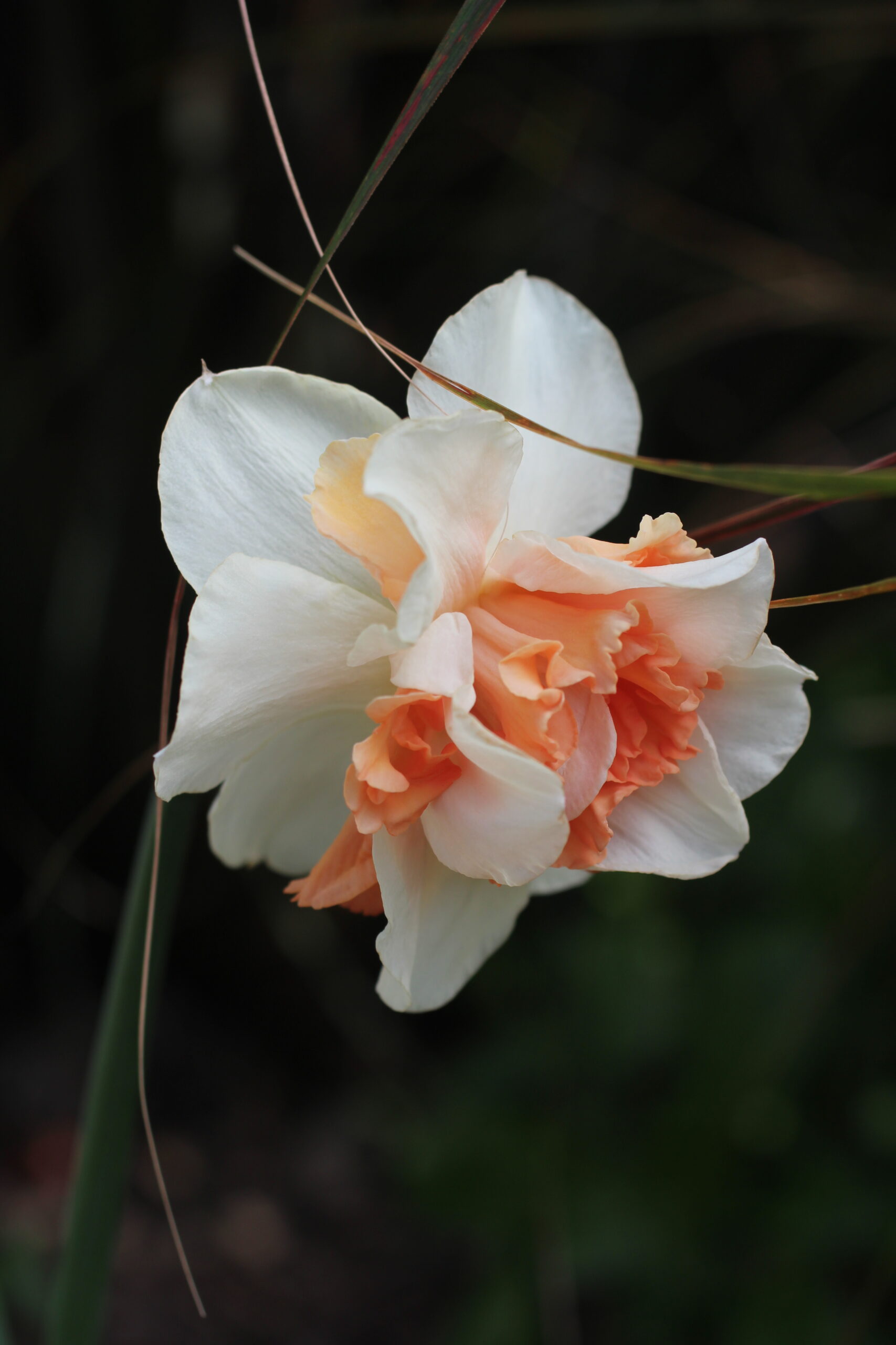 Autumn Gardening Series/Spring bulbs - Daffodil Delnashaugh Daffodil delnashaugh