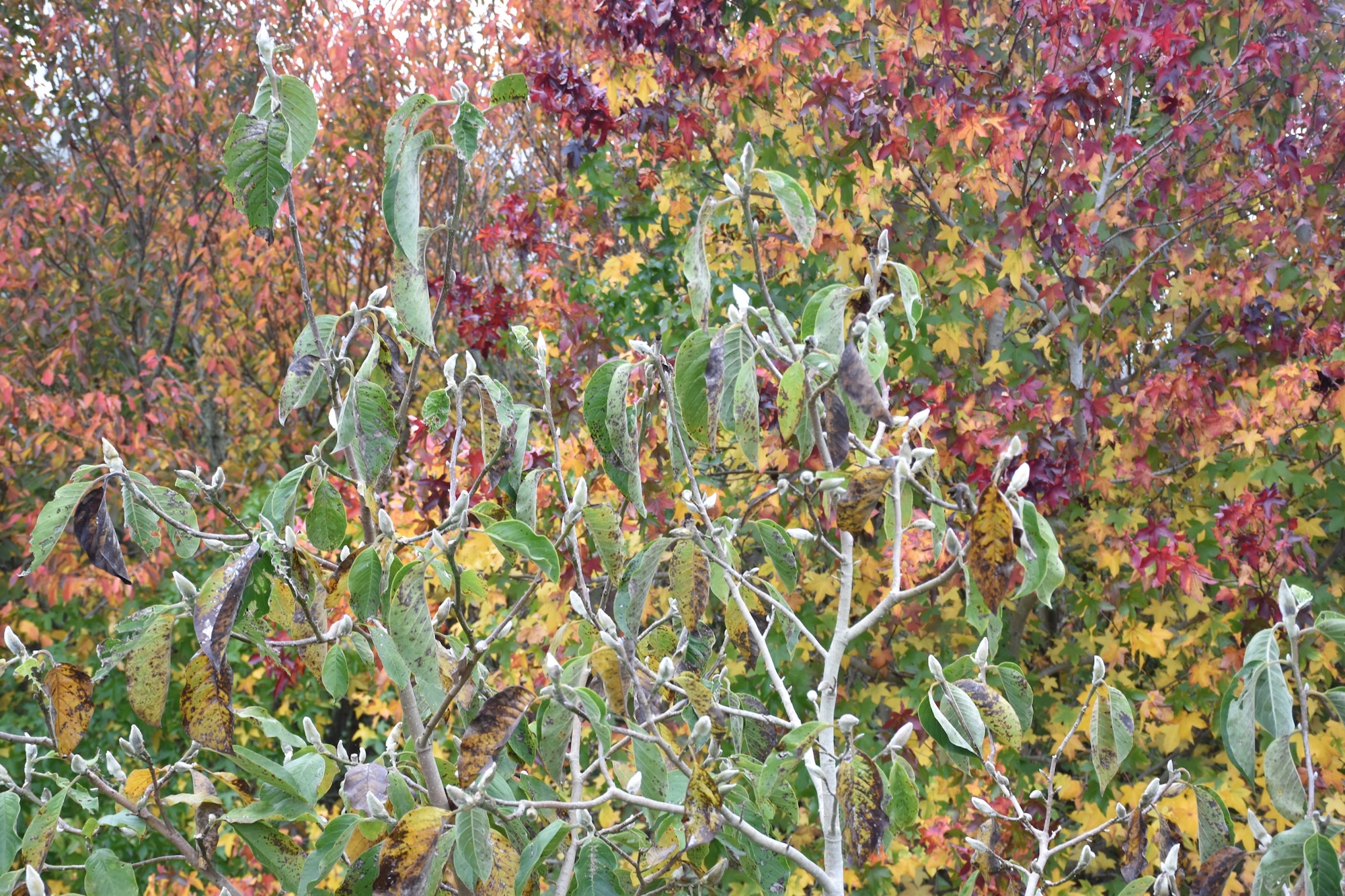 Secret Gardens NZ - Fantail and Flax