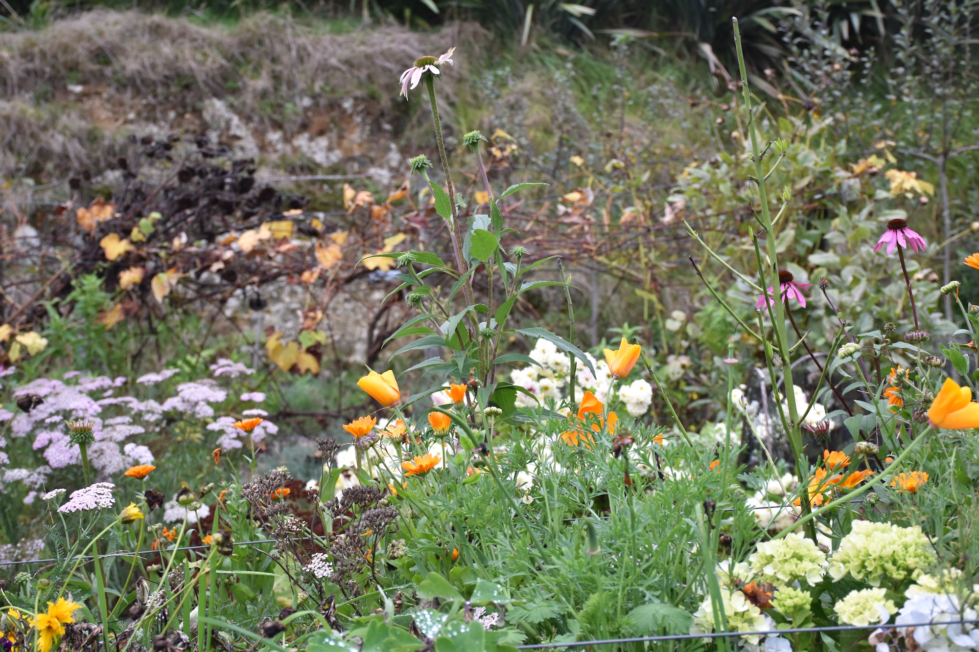 Secret Gardens NZ - Fantail and Flax Secret Gardens NZ - Fantail and Flax
